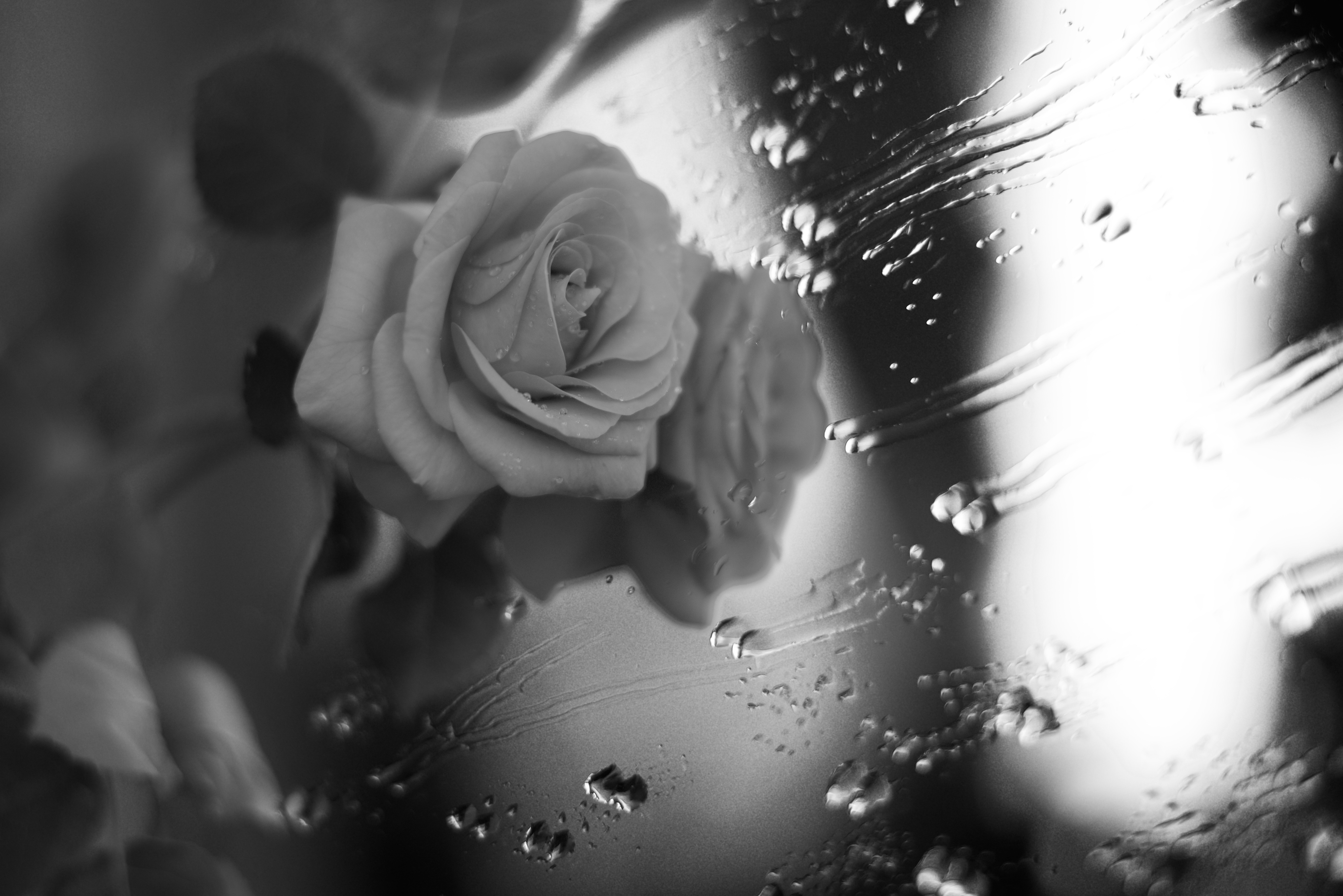 Free download wallpaper Flower, Rose, Photography, Water Drop, Black & White on your PC desktop