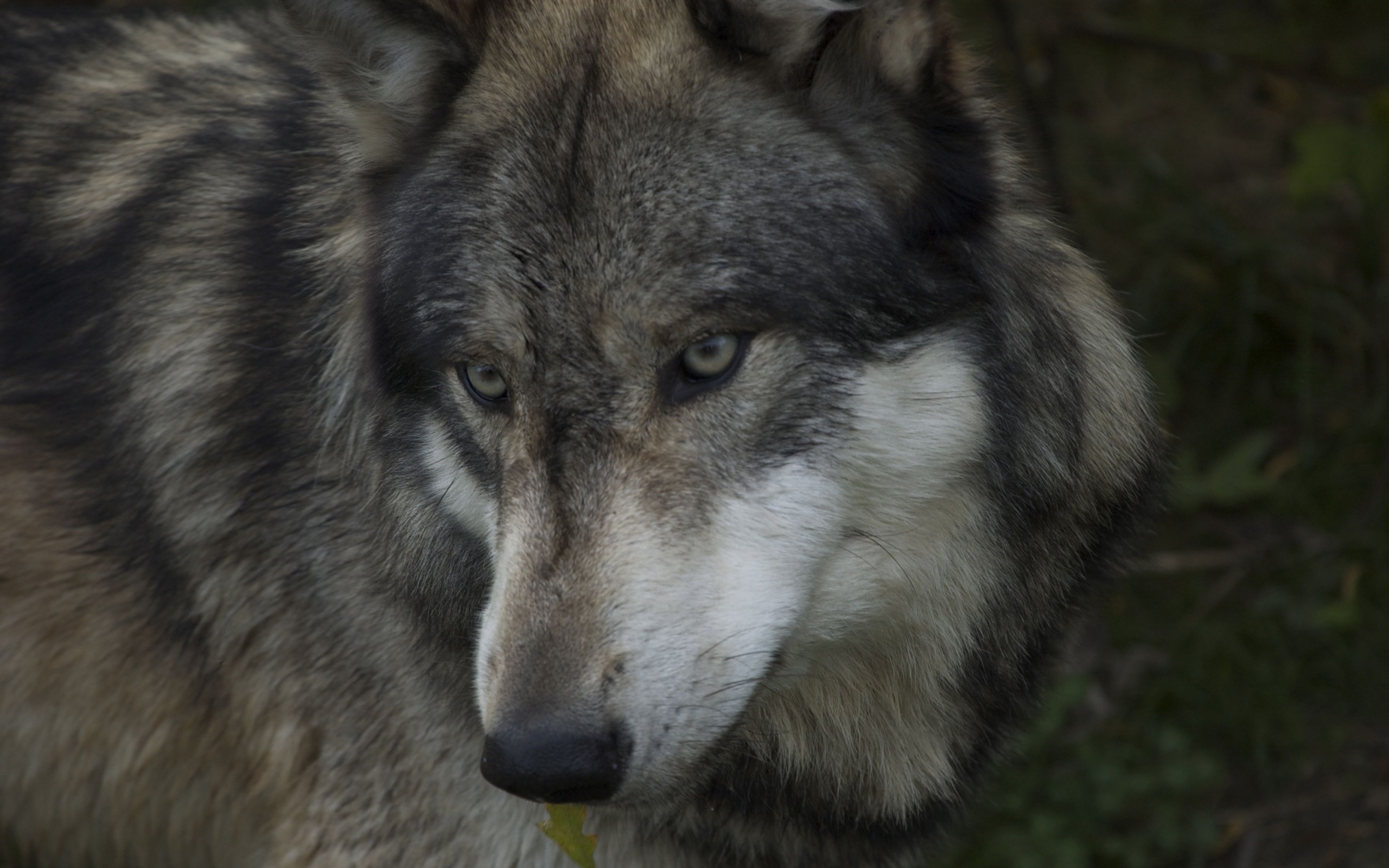 animals, wolfs cell phone wallpapers