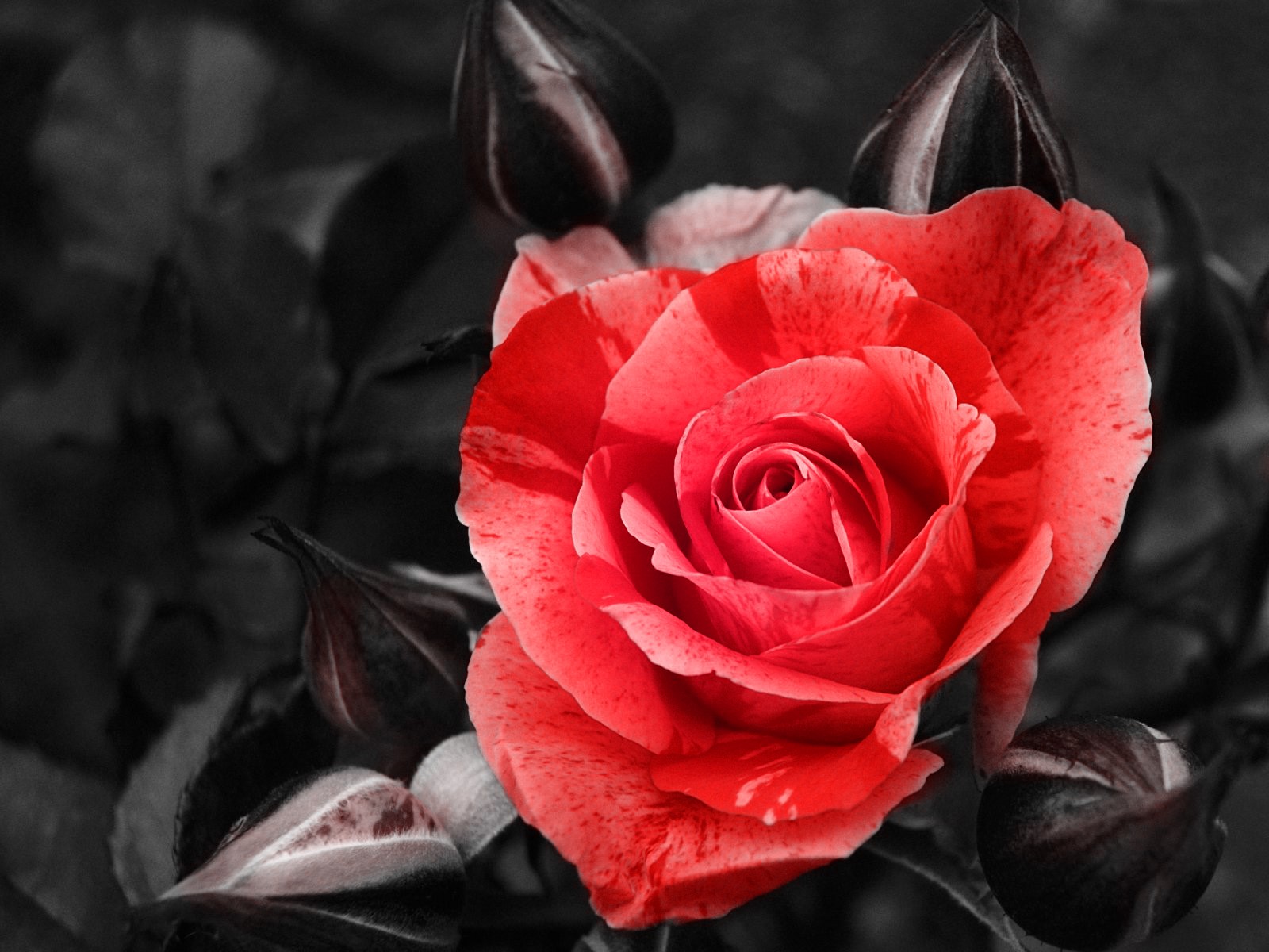 173688壁紙のダウンロード地球, 薔薇, 花, 赤いバラ, フラワーズ-スクリーンセーバーと写真を無料で