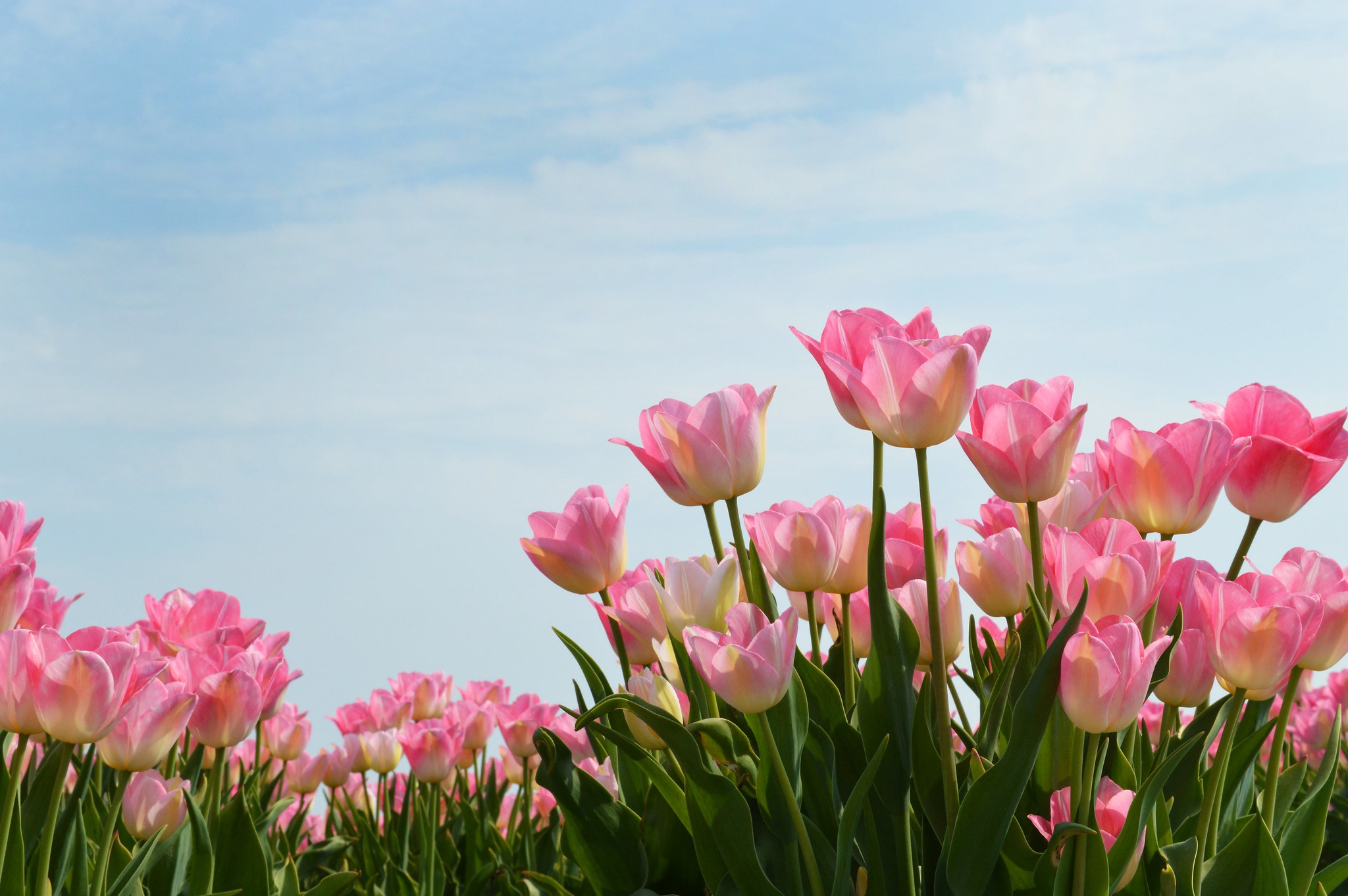PCデスクトップに自然, フラワーズ, チューリップ, 花, 地球, ピンクの花画像を無料でダウンロード