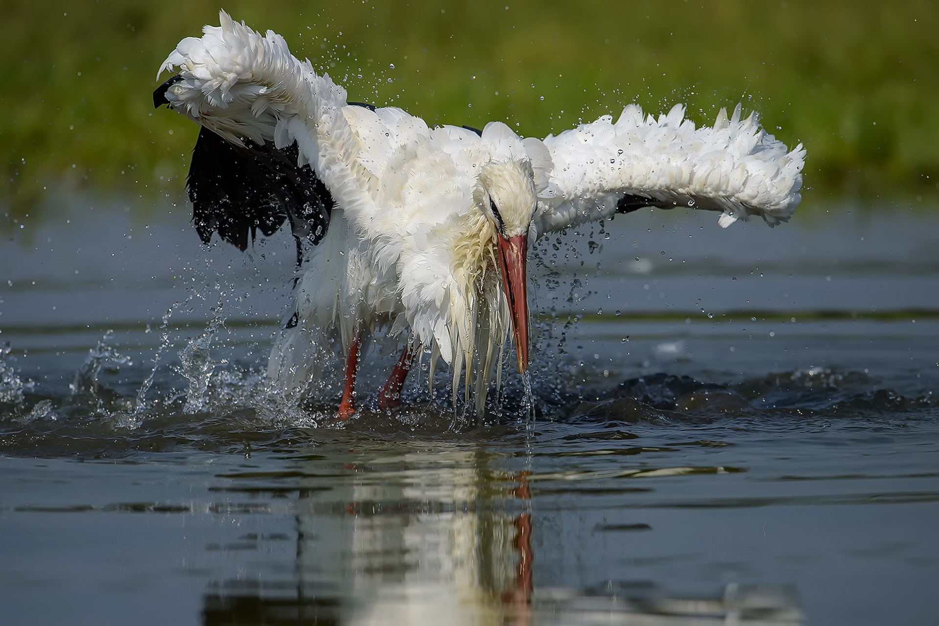 stork, animal, white stork, bird, water, birds