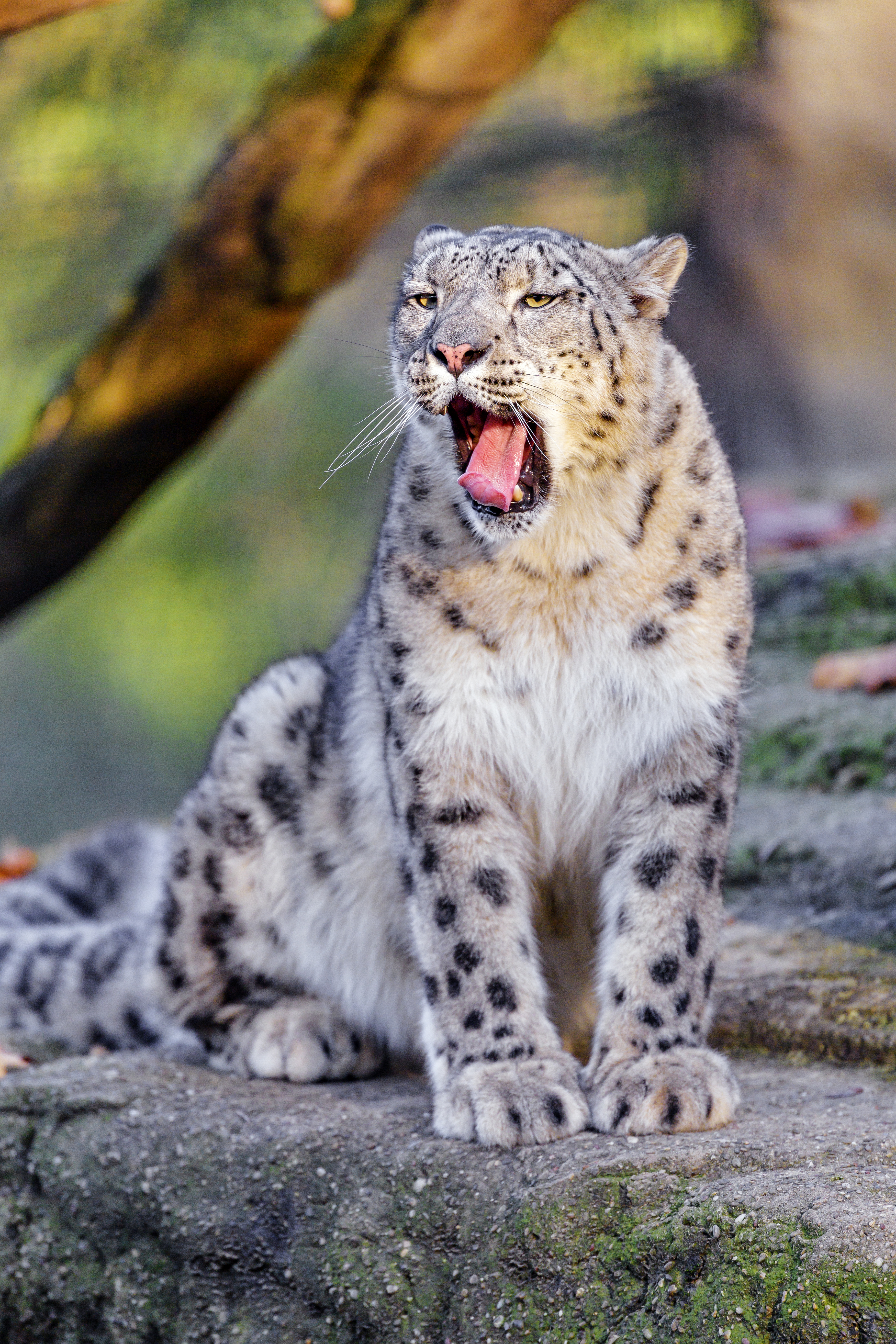 122097 baixar imagens animais, engraçado, snow leopard, animal, língua protuberante, língua presa, garganta, zev - papéis de parede e protetores de tela gratuitamente