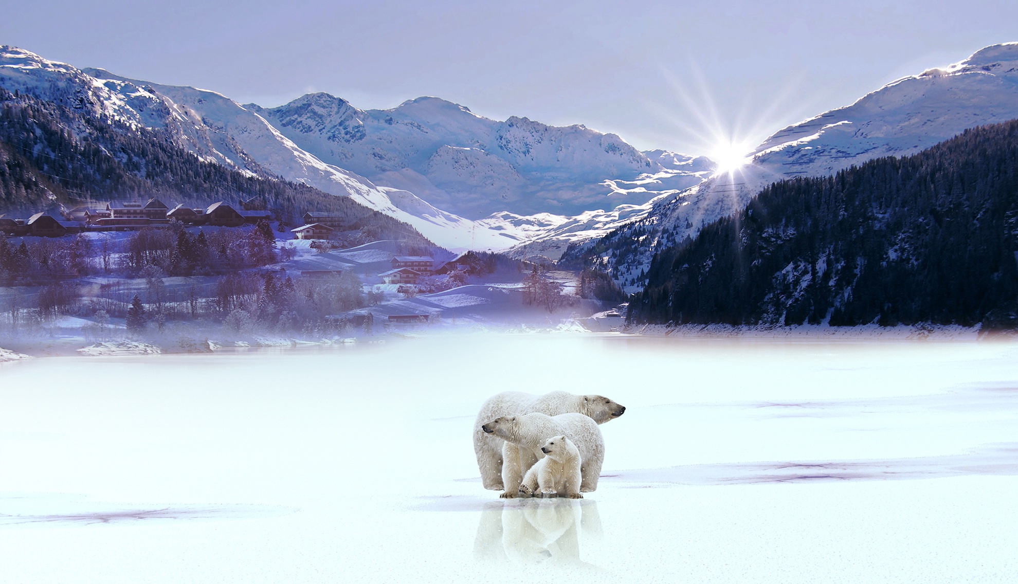 Download mobile wallpaper Winter, Bears, Bear, Animal, Polar Bear for free.