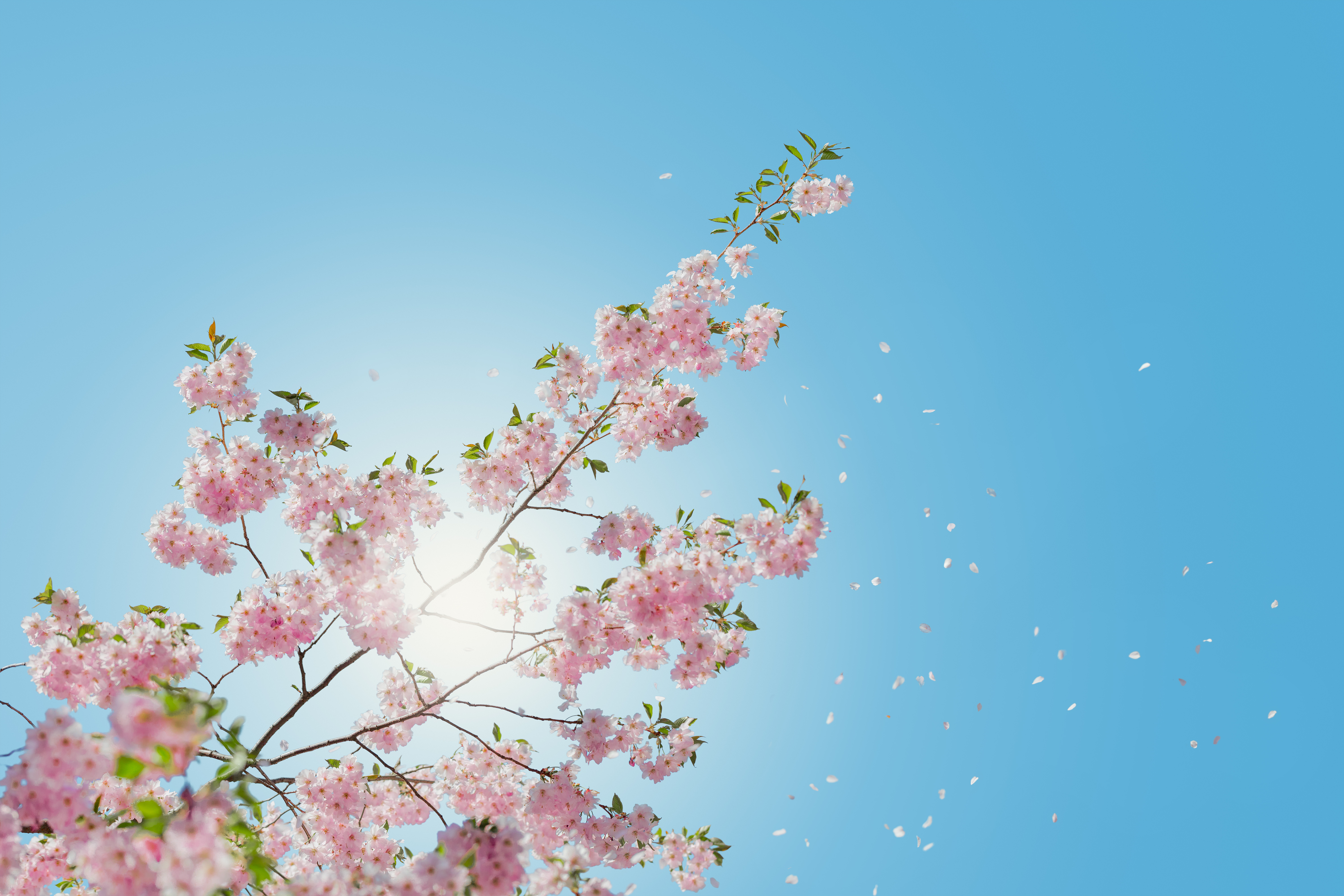 Завантажити шпалери безкоштовно Небо, Квітка, Цвітіння, Земля, Весна, Пелюстка, Сонячний Промінь, Рожева Квітка, Відділення, Флауерзи картинка на робочий стіл ПК
