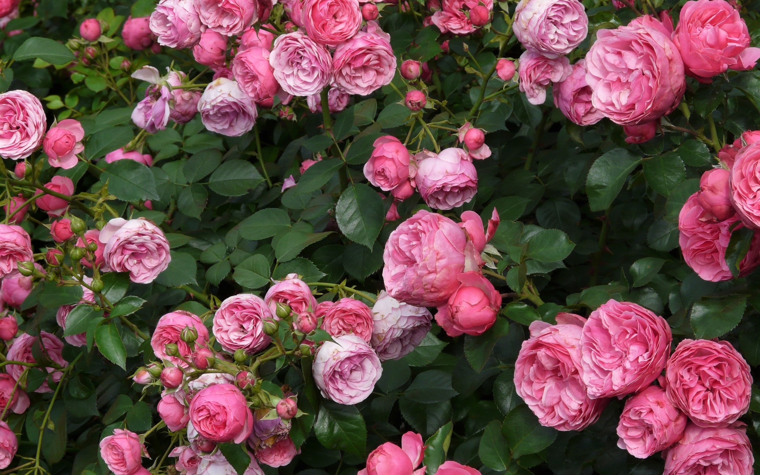 Скачать картинку Цветок, Роза, Листва, Земля/природа, Розовый Цветок, Розовый Куст, Флауэрсы в телефон бесплатно.