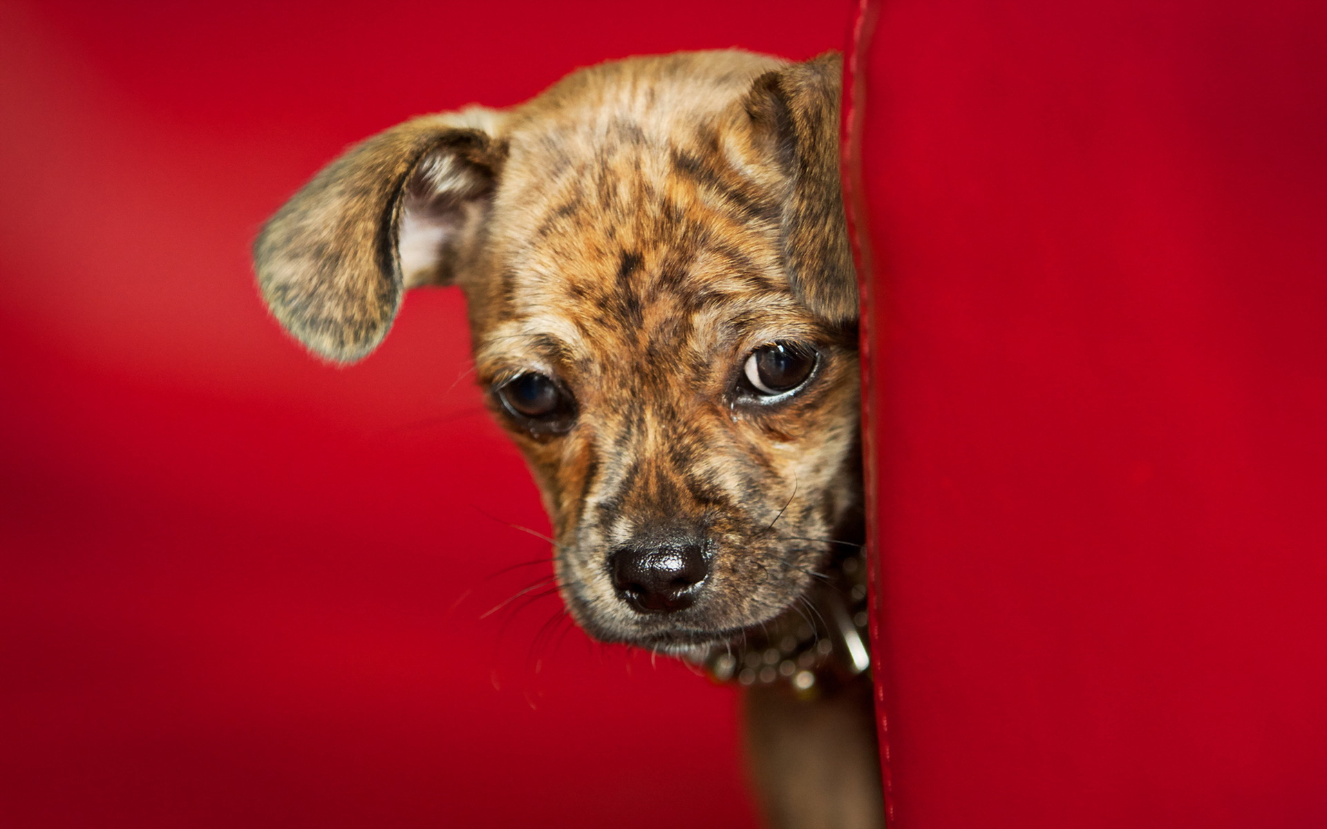 Téléchargez des papiers peints mobile Chiot, Chiens, Animaux gratuitement.