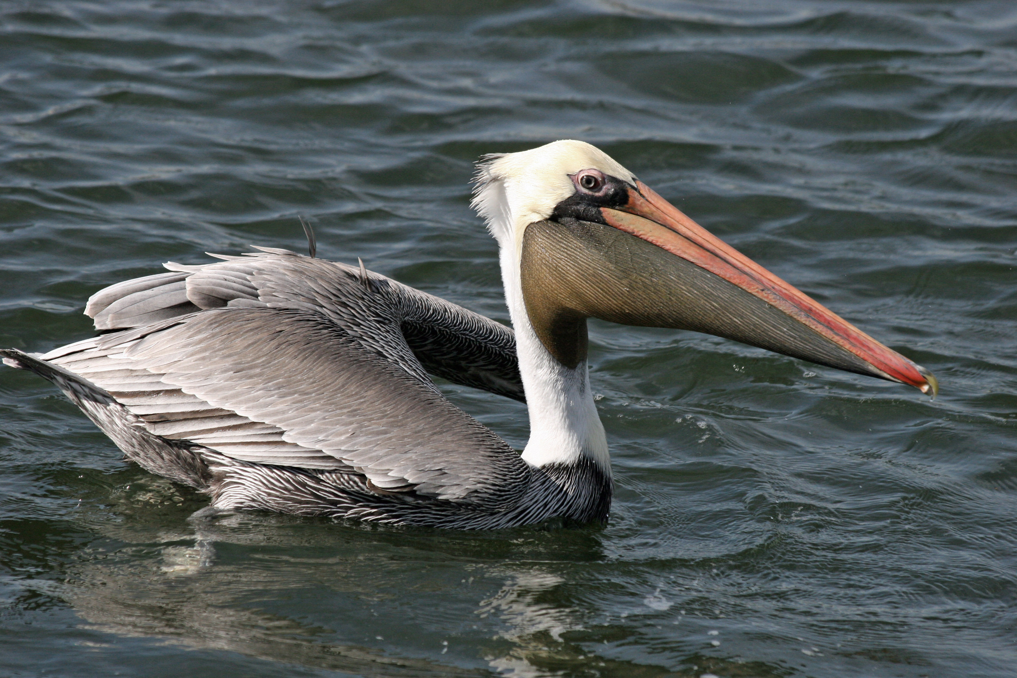 317239 Bild herunterladen tiere, pelikan, vogel, vögel - Hintergrundbilder und Bildschirmschoner kostenlos