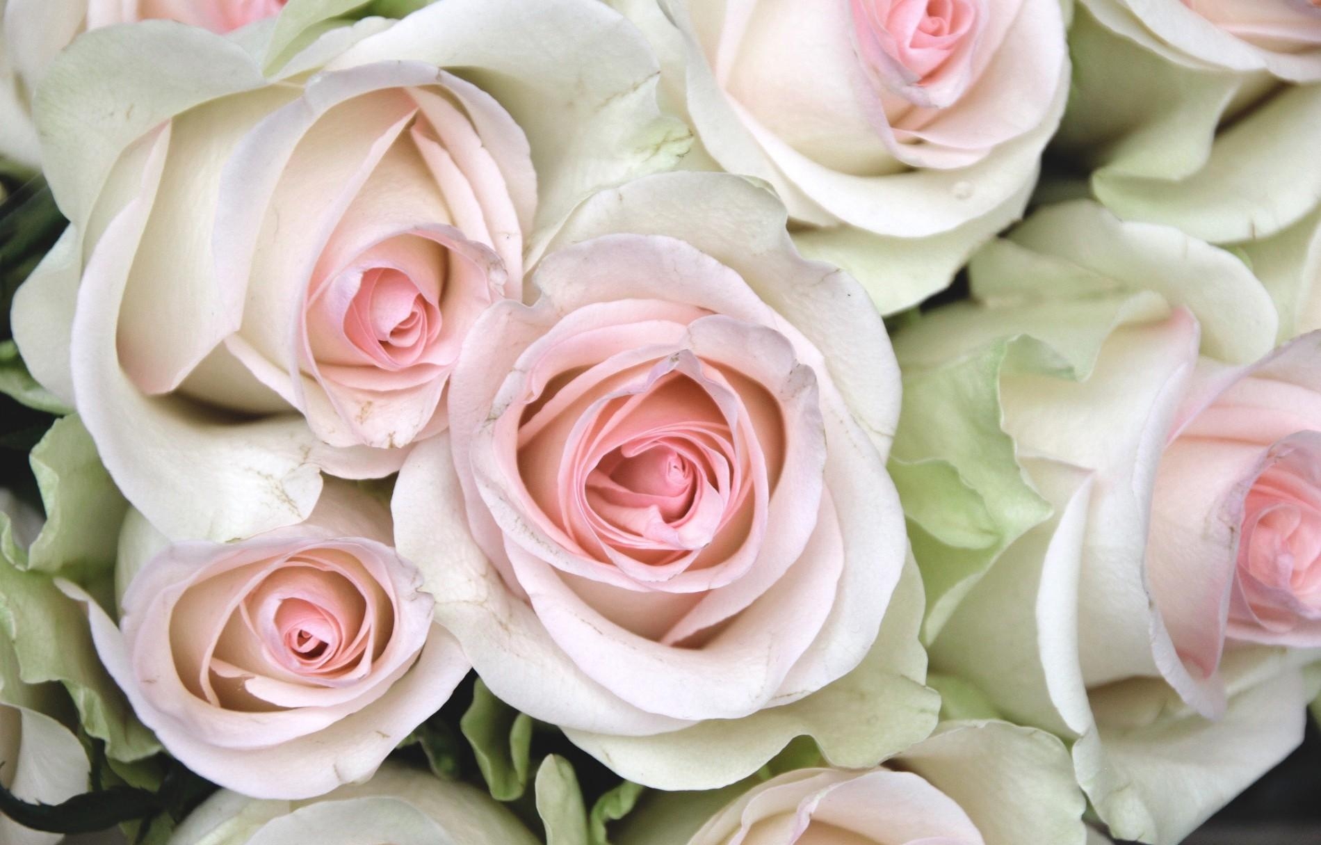 Free download wallpaper Flowers, Roses, Buds, Close Up, Tenderness on your PC desktop