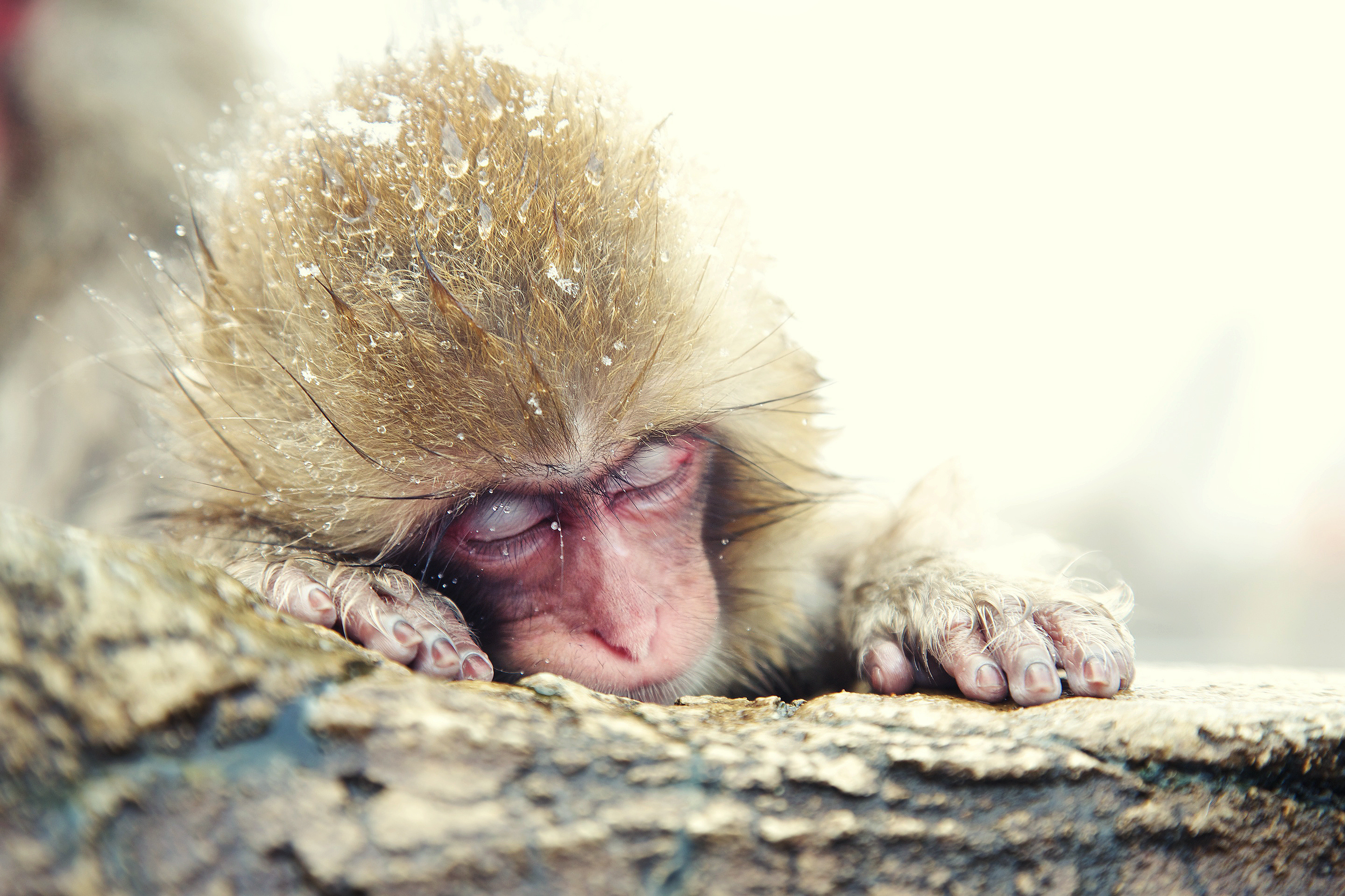 282096 descargar imagen animales, macaca fuscata, mono, monos: fondos de pantalla y protectores de pantalla gratis