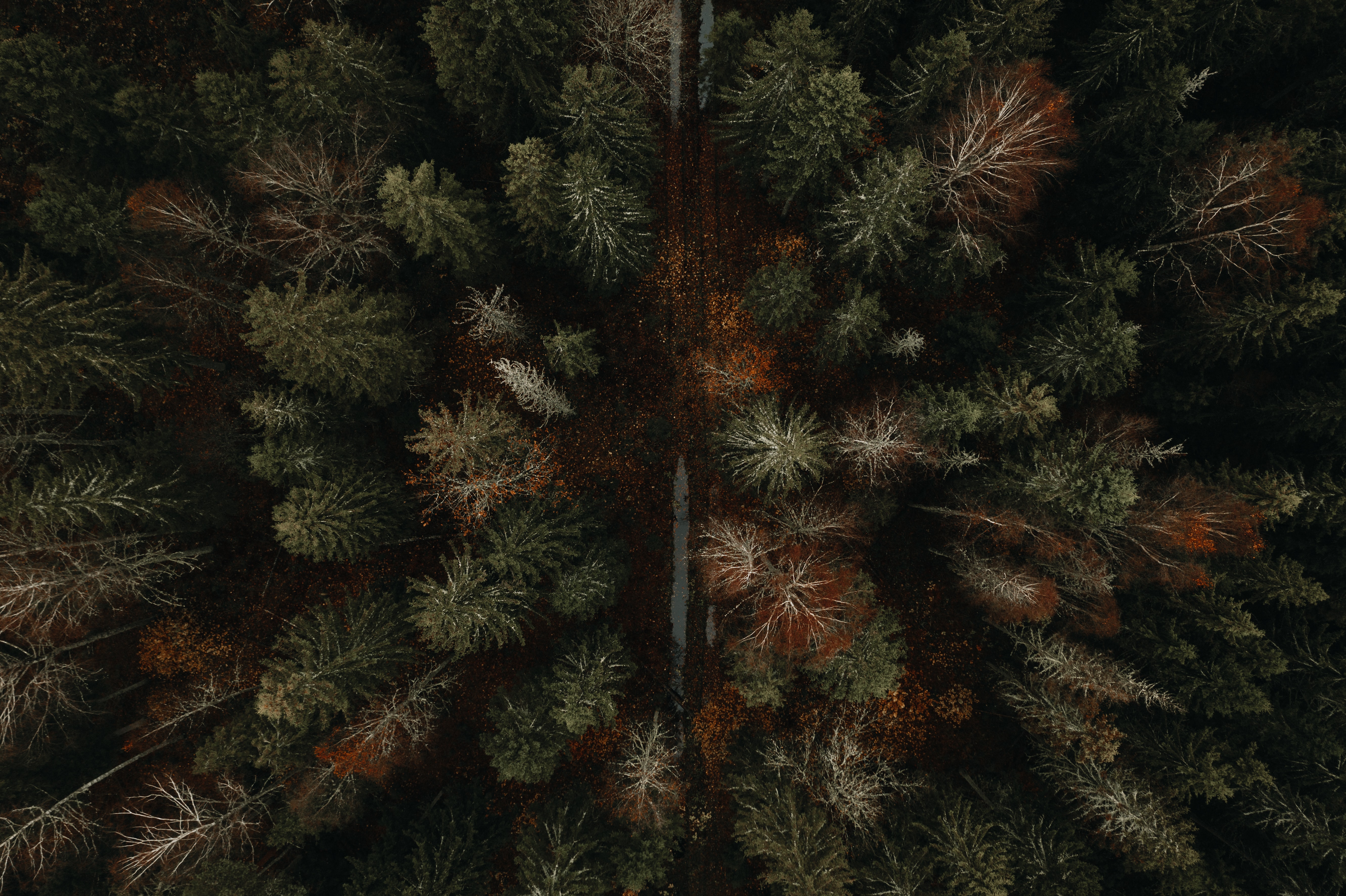 PCデスクトップに自然, 道路, 道, 森林, 森, 上から見る, 秋画像を無料でダウンロード