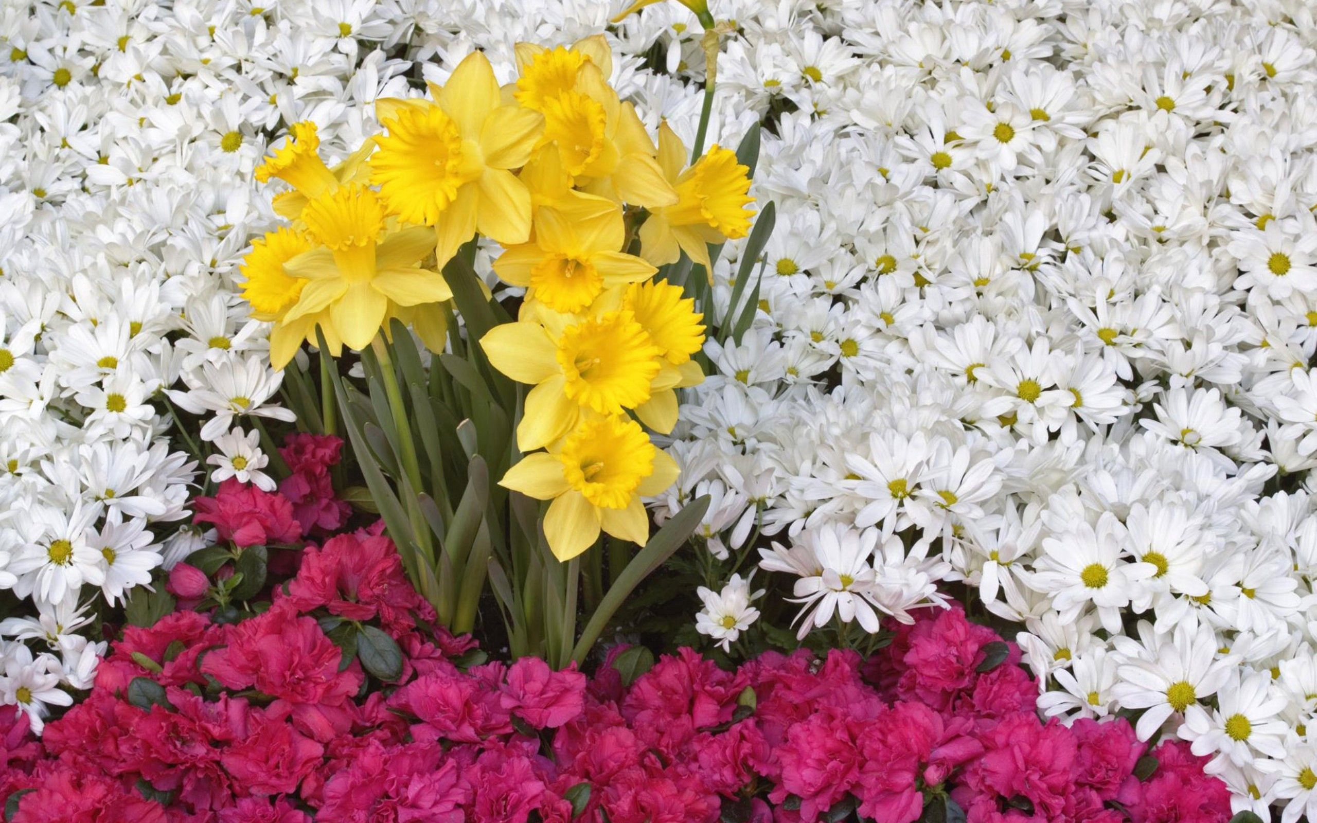 Laden Sie das Kamille, Narzissen, Blumen-Bild kostenlos auf Ihren PC-Desktop herunter