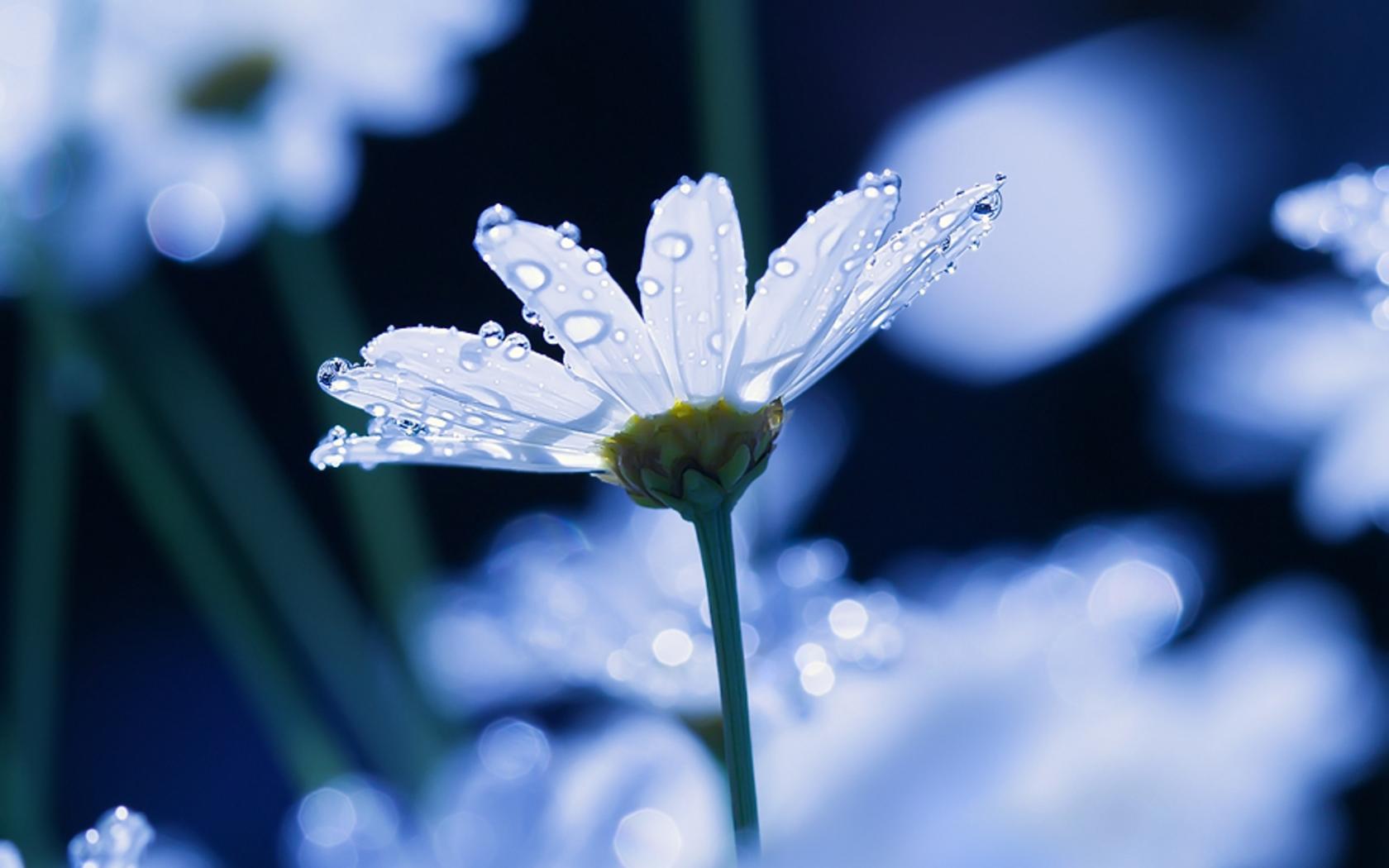 Descarga gratuita de fondo de pantalla para móvil de Flores, Flor, Tierra/naturaleza.