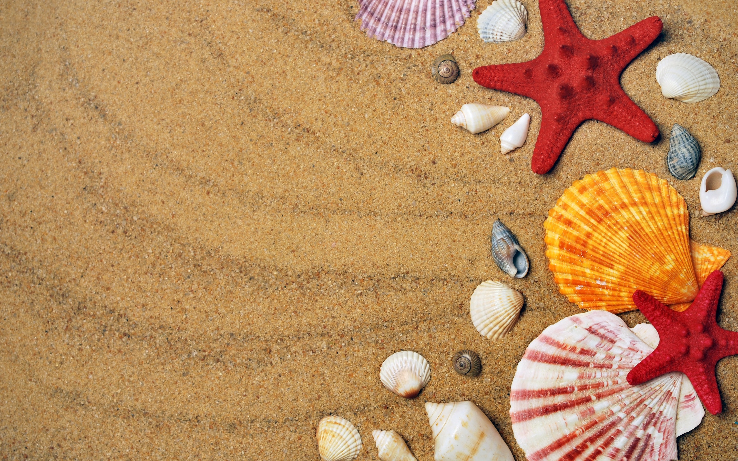 Laden Sie das Sand, Muschel, Seestern, Erde/natur-Bild kostenlos auf Ihren PC-Desktop herunter