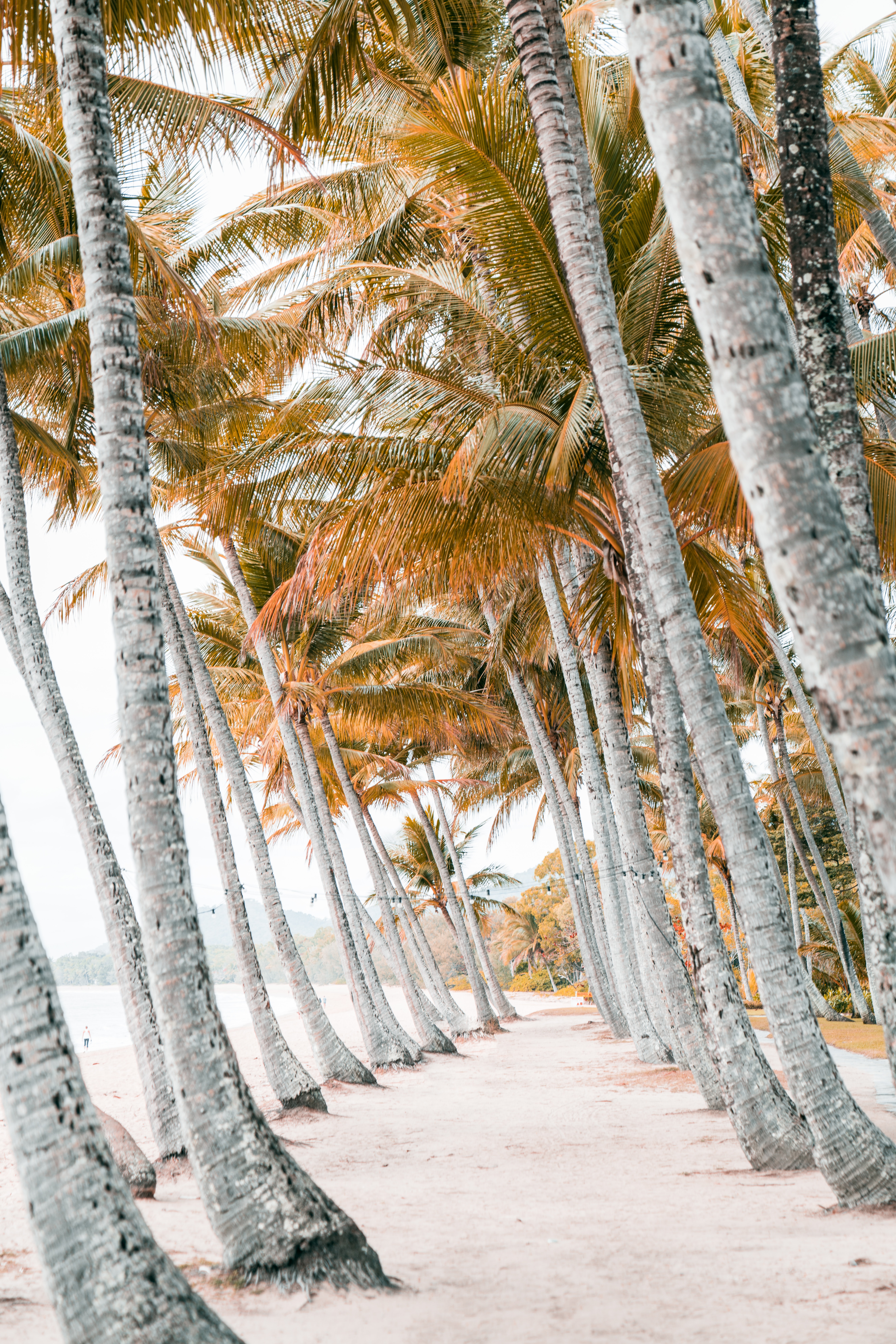 Handy-Wallpaper Bäume, Sand, Tropen, Natur, Palms, Strand kostenlos herunterladen.