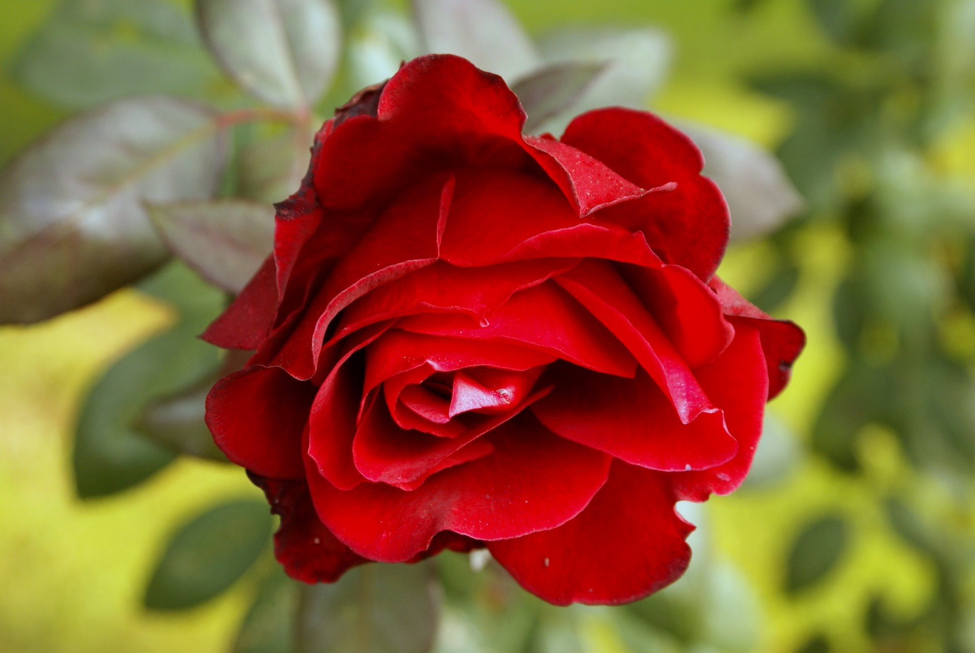 Téléchargez des papiers peints mobile Fleurs, Bourgeon, Fermer, Fleur, Gros Plan, Une Rose, Rose gratuitement.