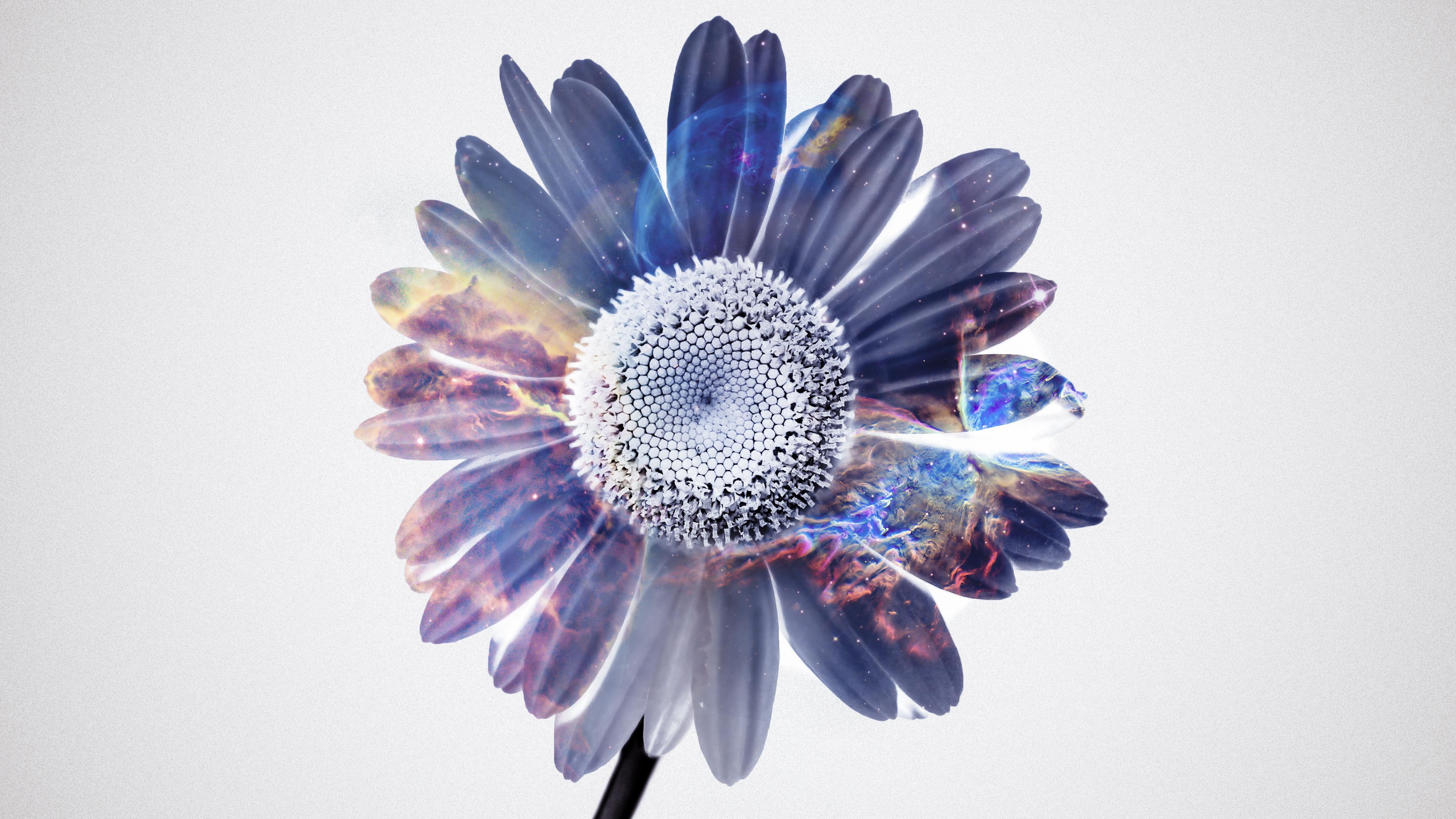 Download mobile wallpaper Flowers, Flower, Artistic, Gerbera for free.