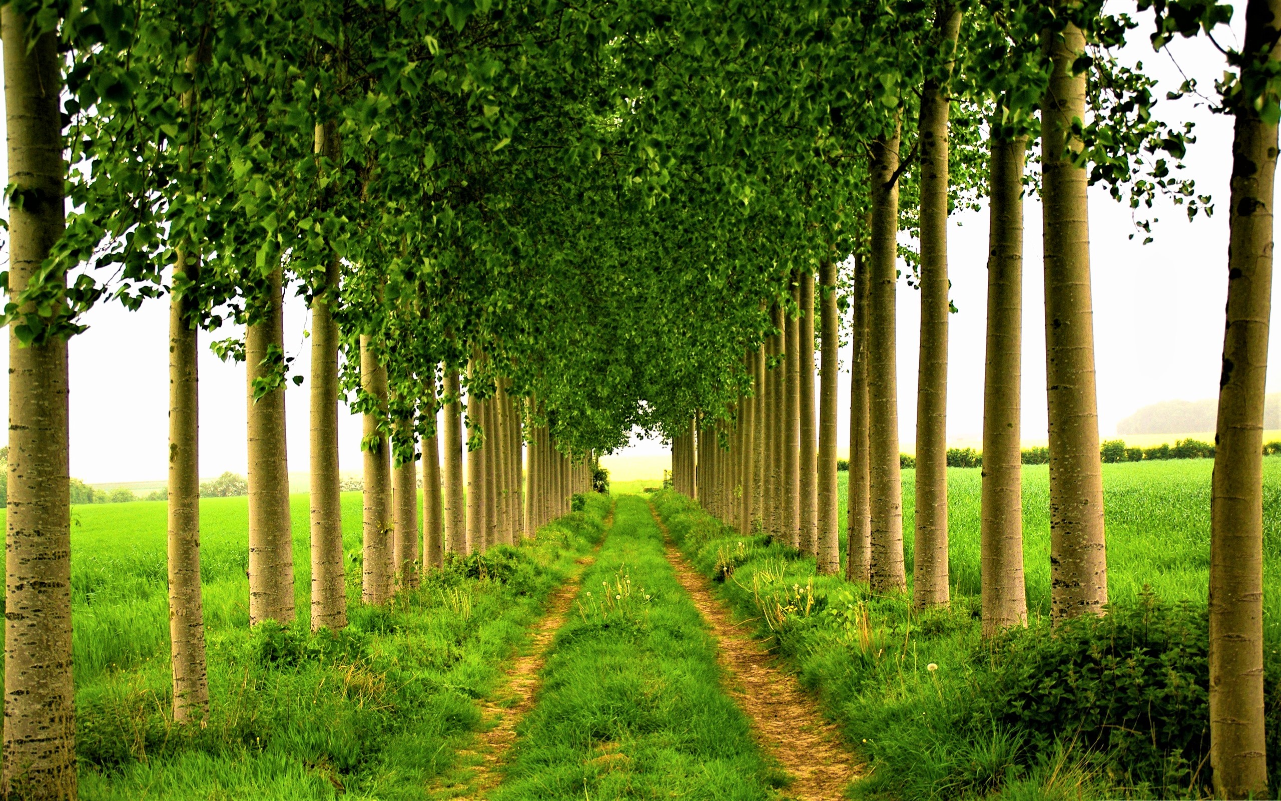 Free download wallpaper Grass, Tree, Path, Man Made, Tree Lined on your PC desktop