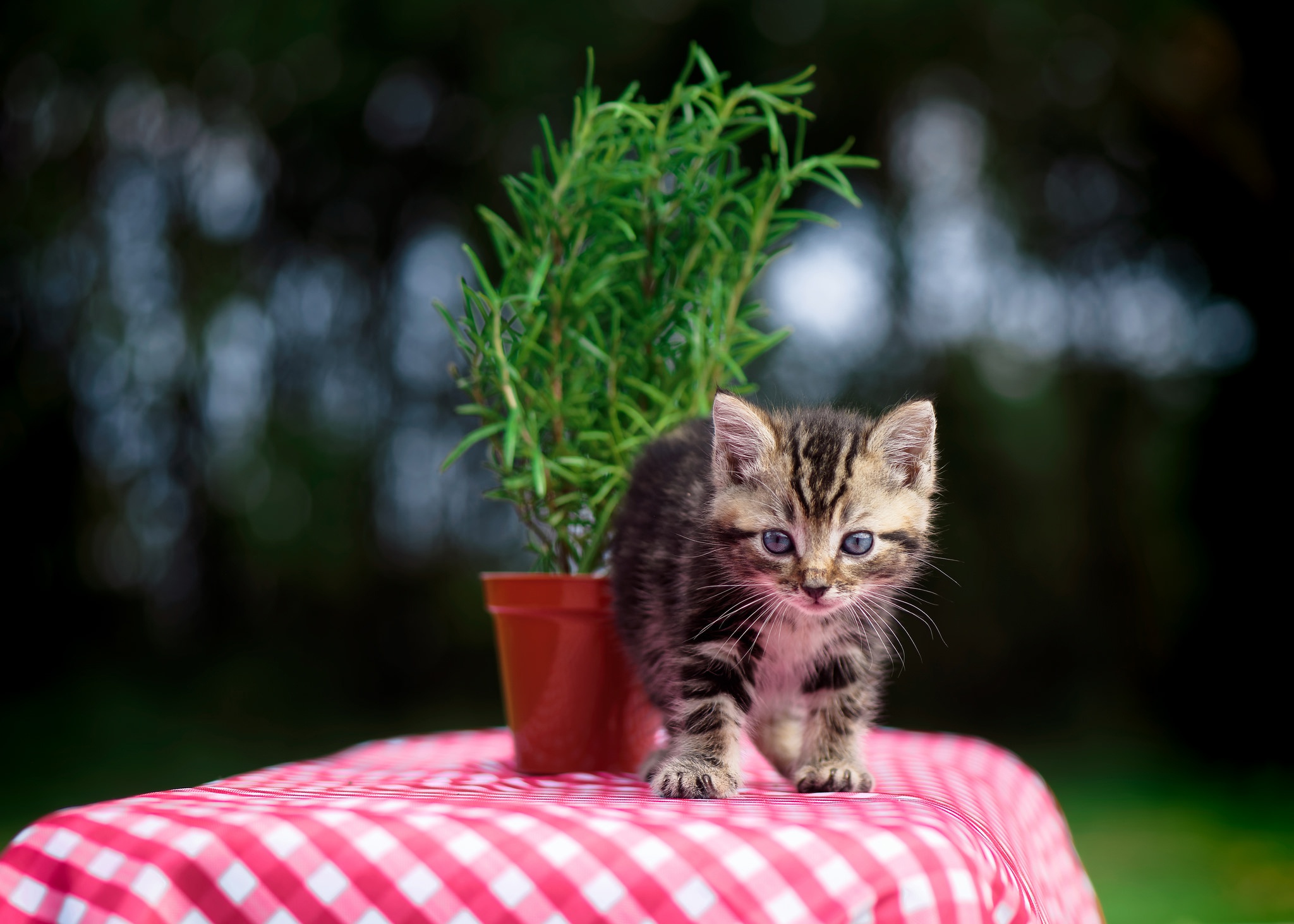 無料モバイル壁紙動物, ネコ, 猫, 子猫, 赤ちゃん動物をダウンロードします。