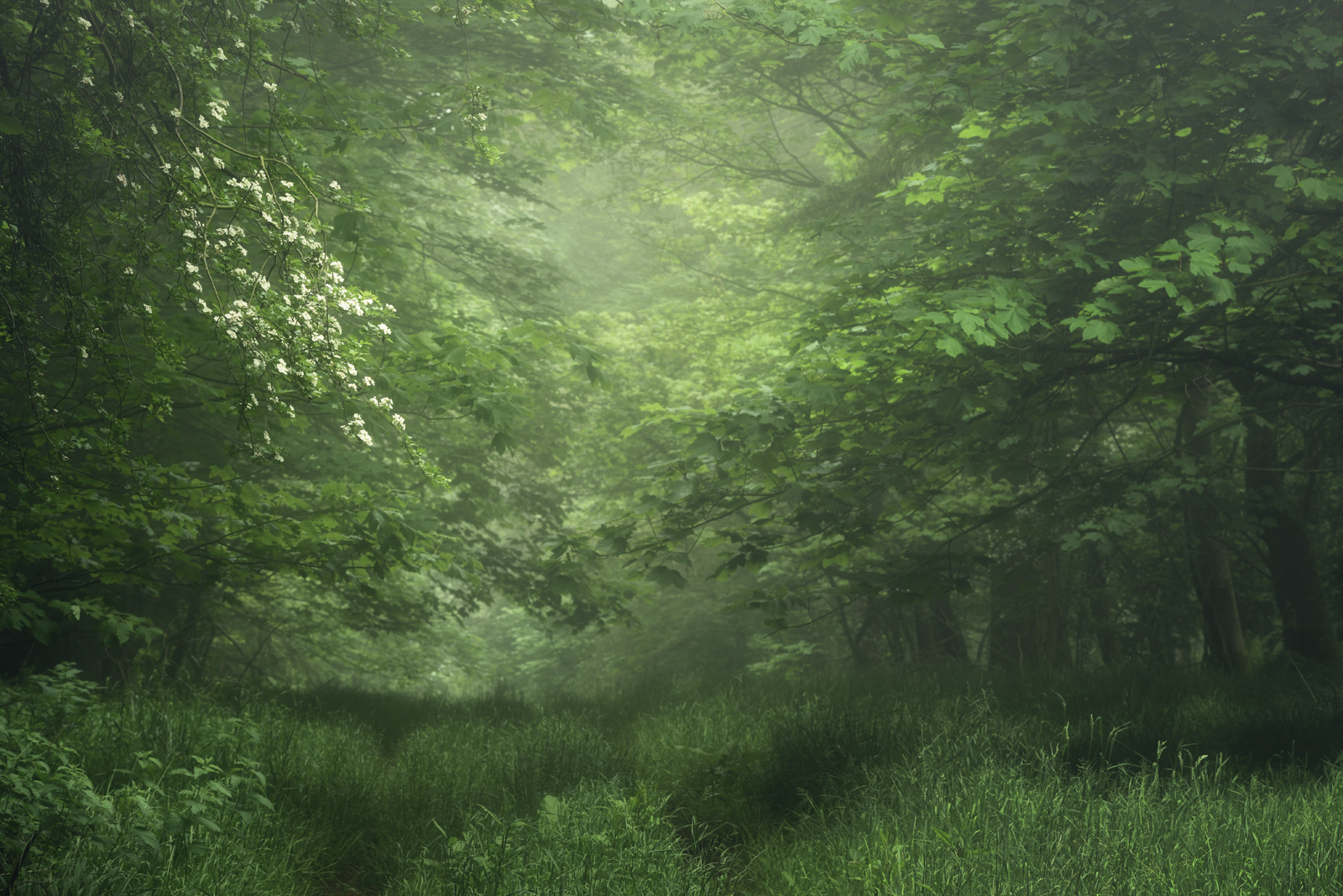 Laden Sie das Wald, Frühling, Blüte, Erde/natur-Bild kostenlos auf Ihren PC-Desktop herunter