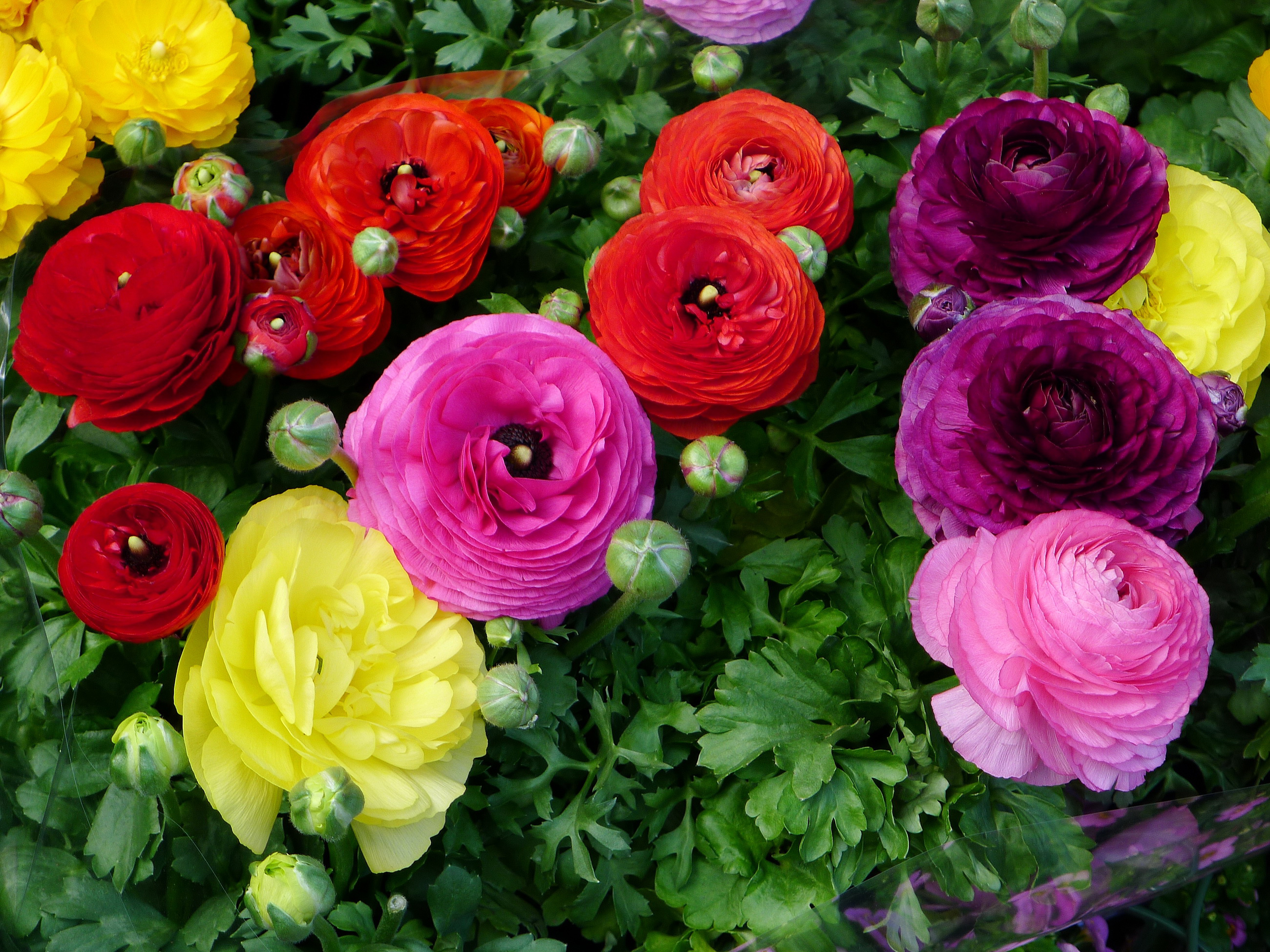 Handy-Wallpaper Blumen, Blume, Farben, Bunt, Lila Blume, Rote Blume, Erde/natur, Ranunkeln kostenlos herunterladen.