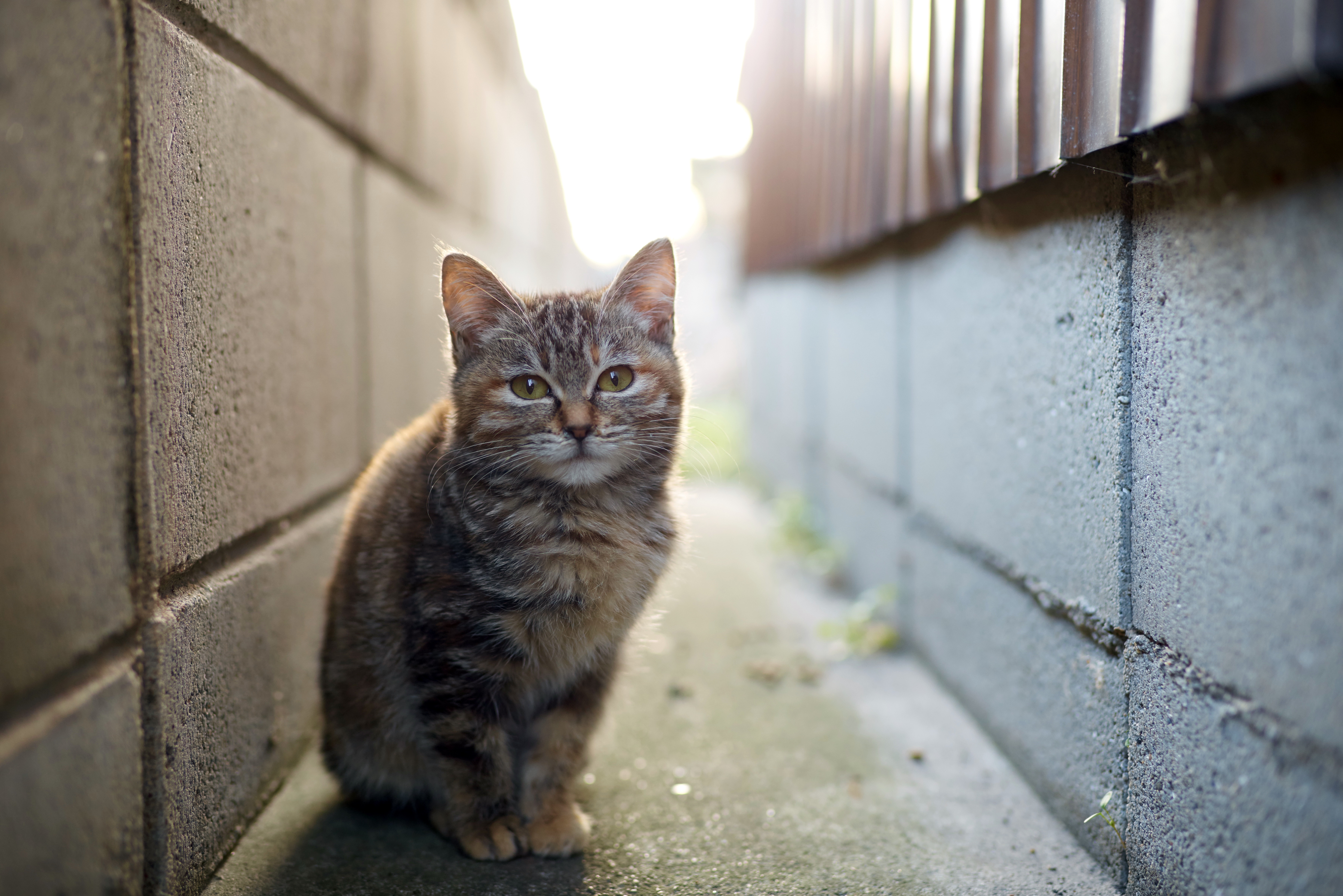 Descarga gratuita de fondo de pantalla para móvil de Gato, Gatos, Animales.