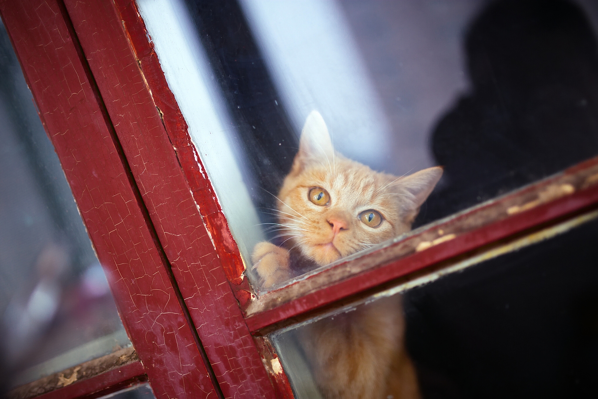 Baixar papel de parede para celular de Animais, Gatos, Gato, Janela gratuito.