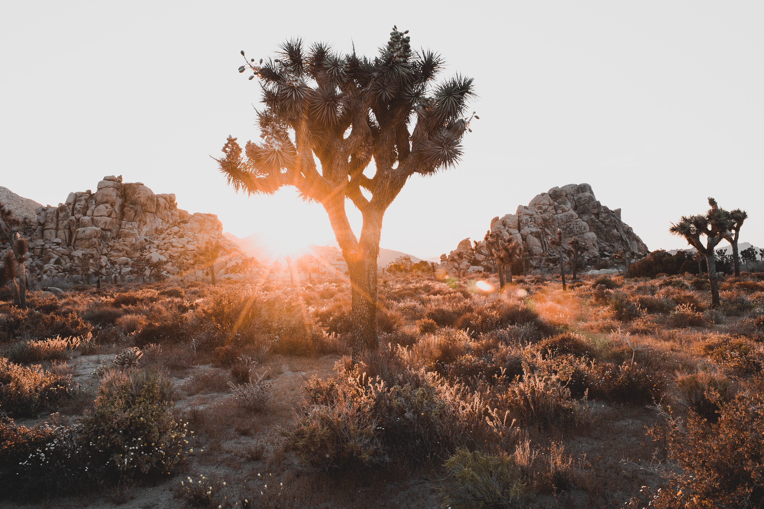 Baixe gratuitamente a imagem Deserto, Parque Nacional, Terra/natureza, Parque Nacional Joshua Tree na área de trabalho do seu PC