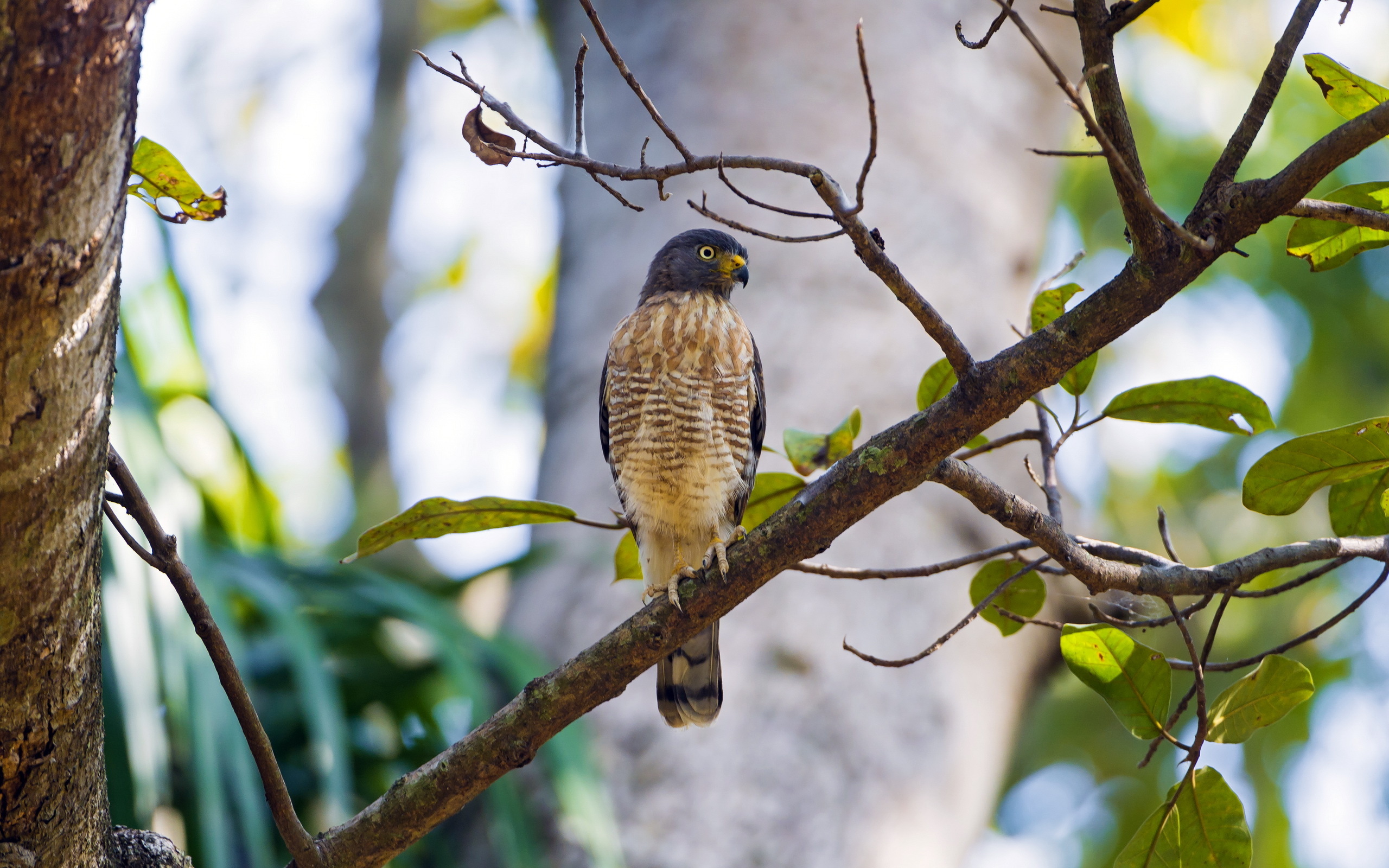 Descarga gratuita de fondo de pantalla para móvil de Animales, Aves, Ave.