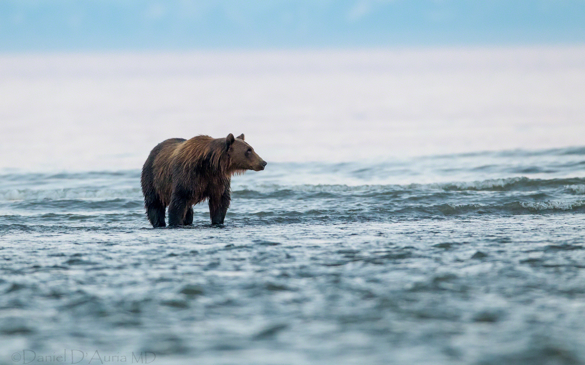 Free download wallpaper Water, Bears, Lake, Bear, Animal on your PC desktop