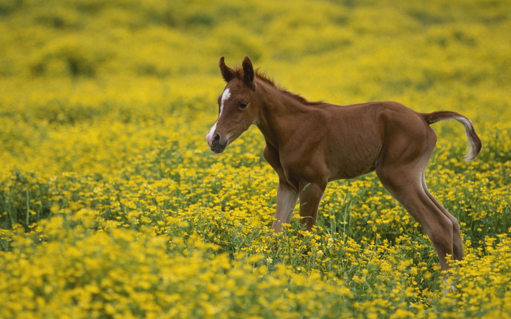 animals, flowers, grass, young, field, joey, stallion