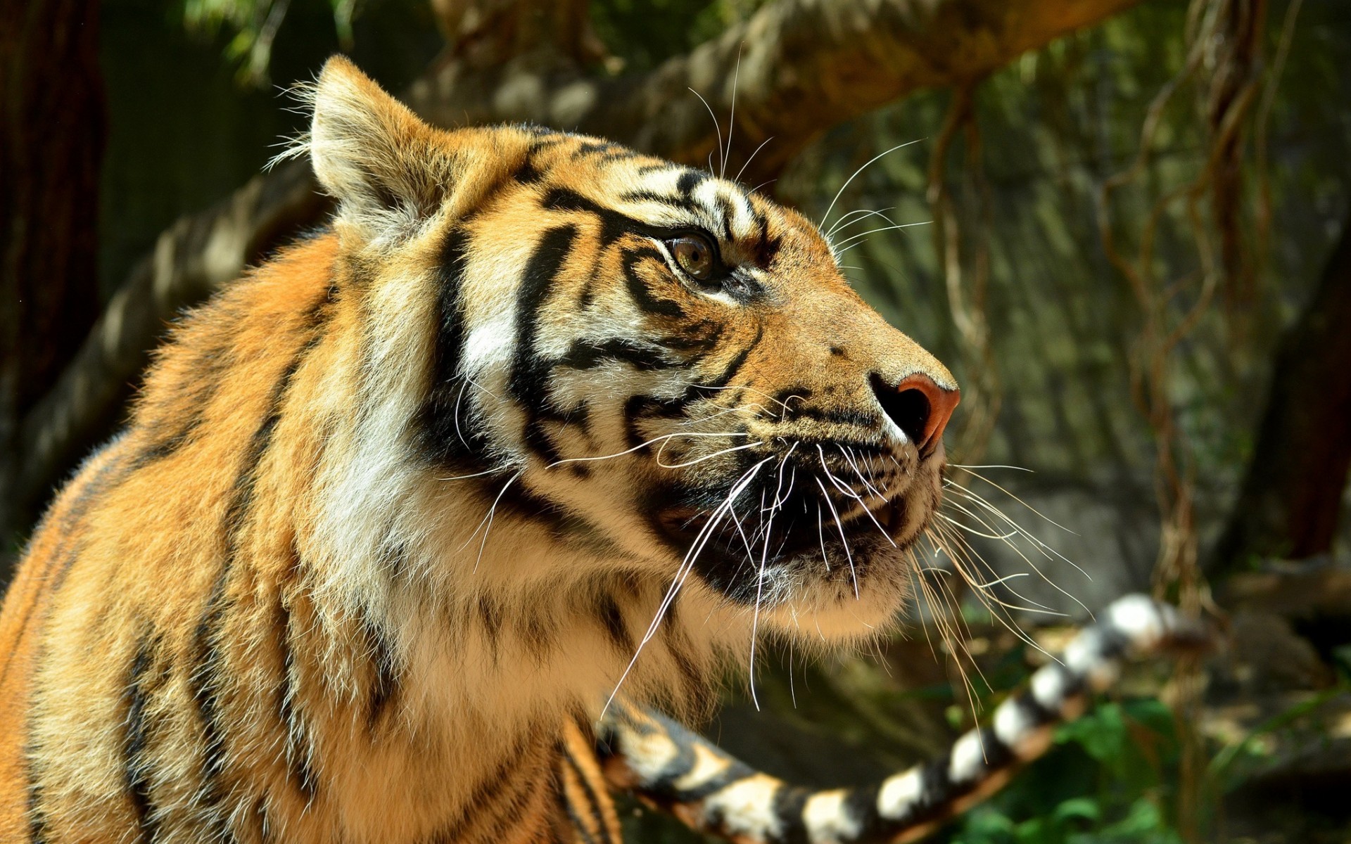 Baixar papel de parede para celular de Animais, Gatos, Tigre gratuito.