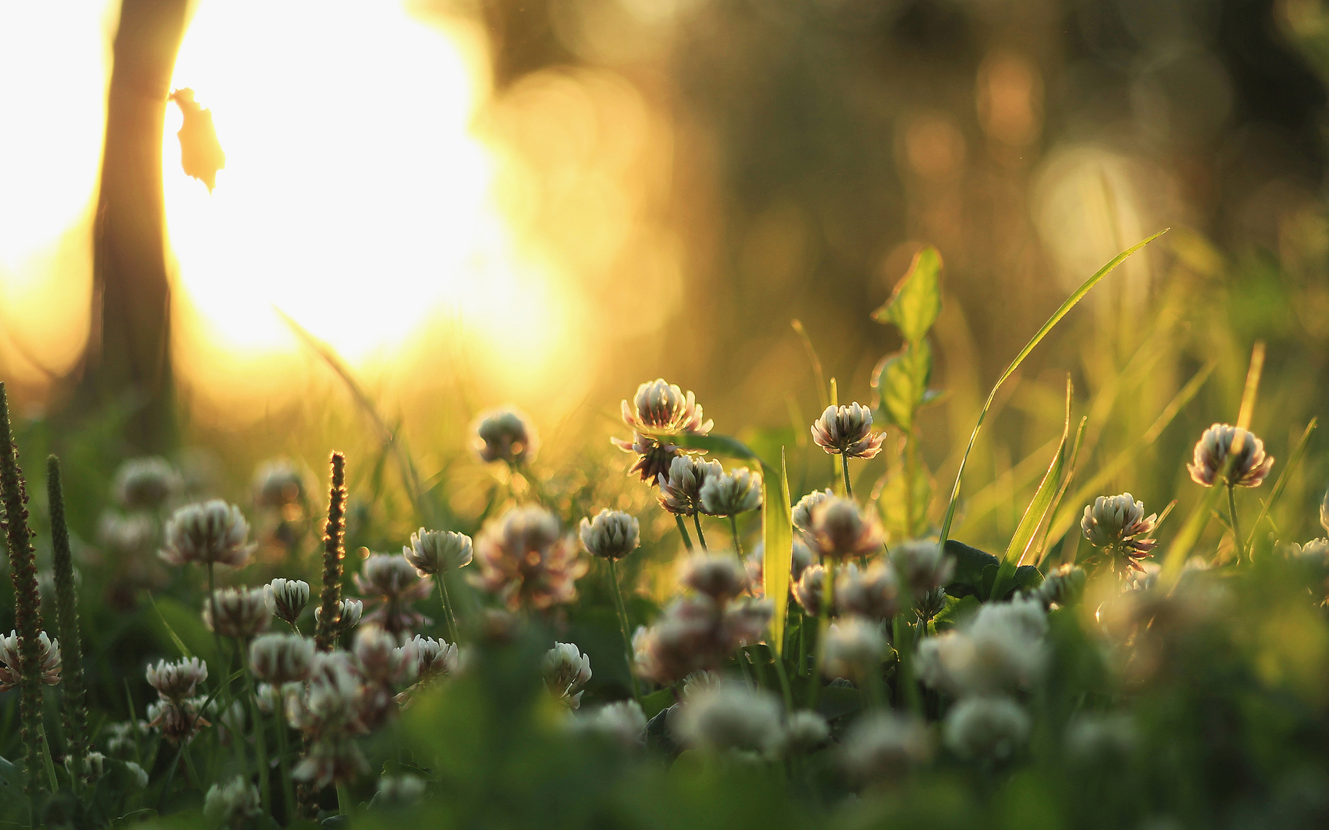 Laden Sie das Nahansicht, Erde/natur-Bild kostenlos auf Ihren PC-Desktop herunter