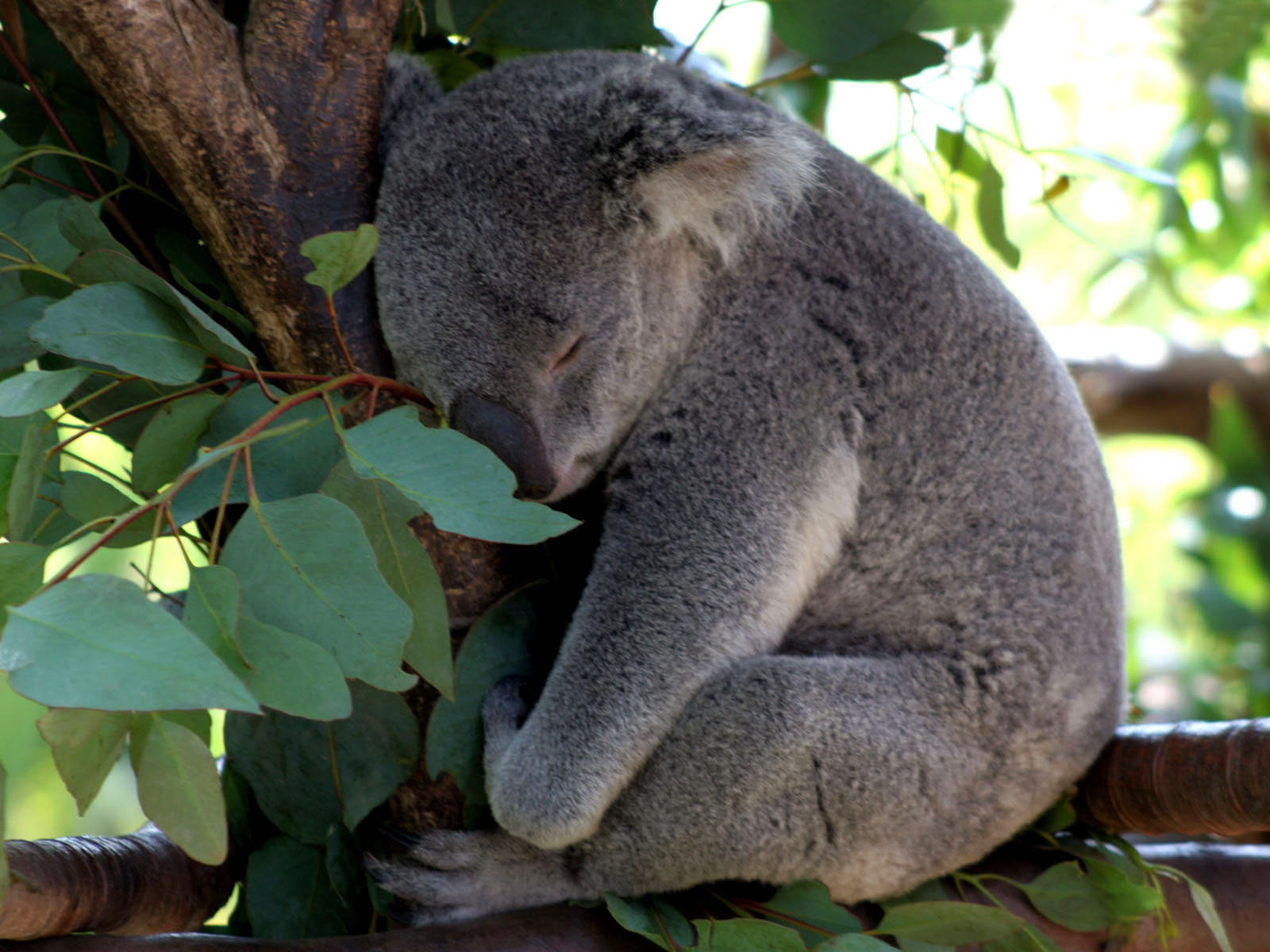 772026 Bildschirmschoner und Hintergrundbilder Koala auf Ihrem Telefon. Laden Sie  Bilder kostenlos herunter
