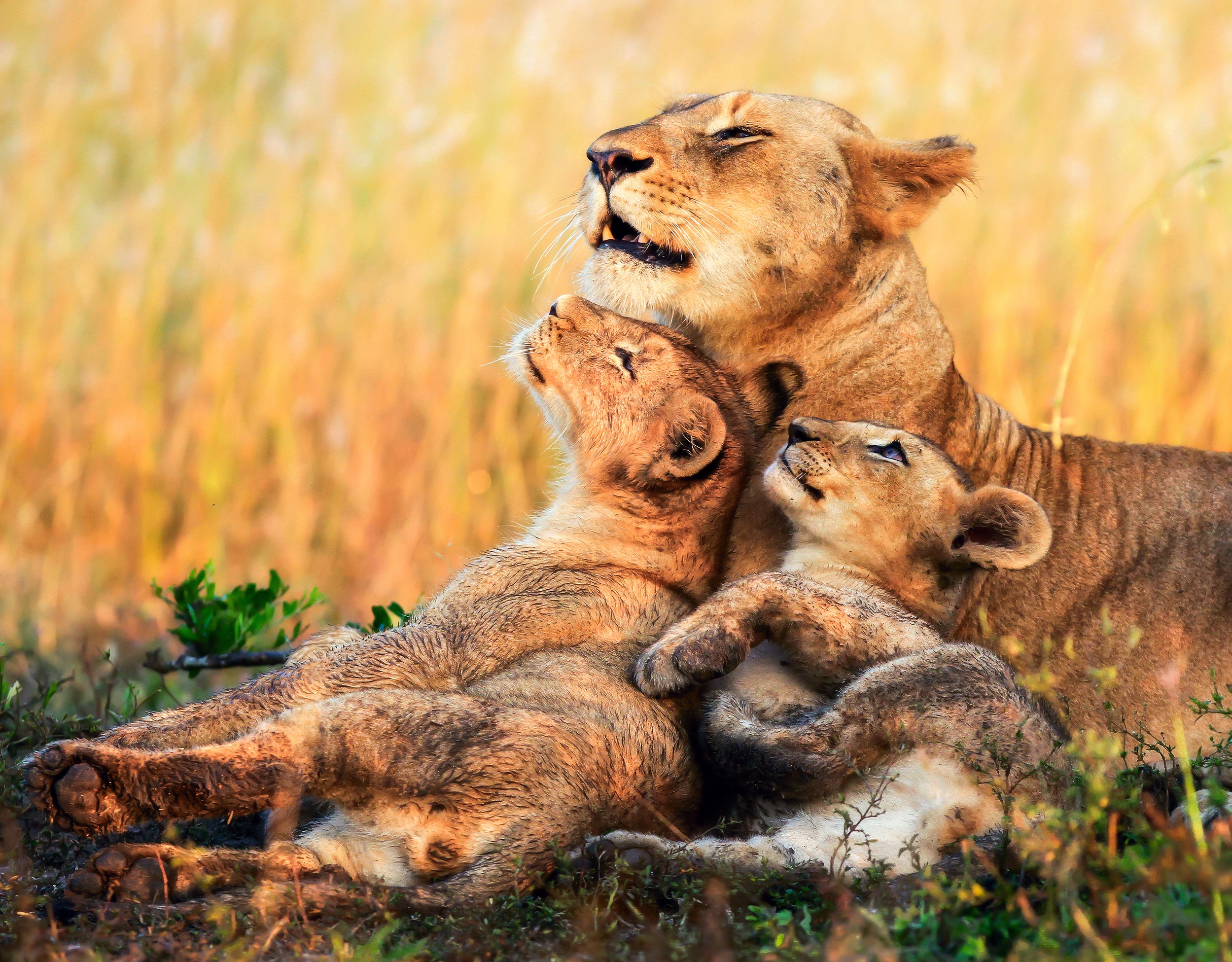 Free download wallpaper Cats, Lion, Animal, Baby Animal, Cub on your PC desktop