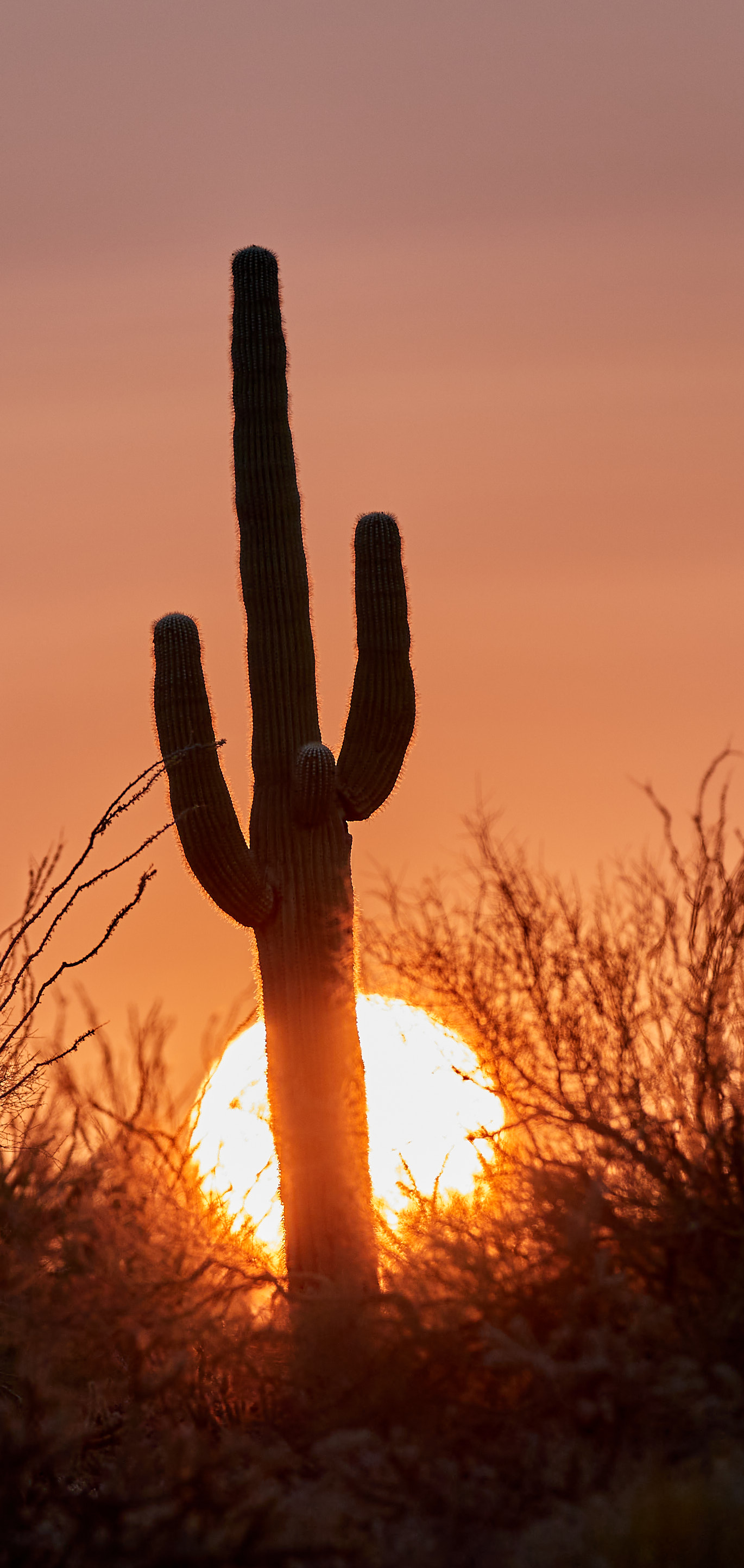 Handy-Wallpaper Sunset, Sun, Dämmerung, Twilight, Natur, Silhouette, Kaktus kostenlos herunterladen.