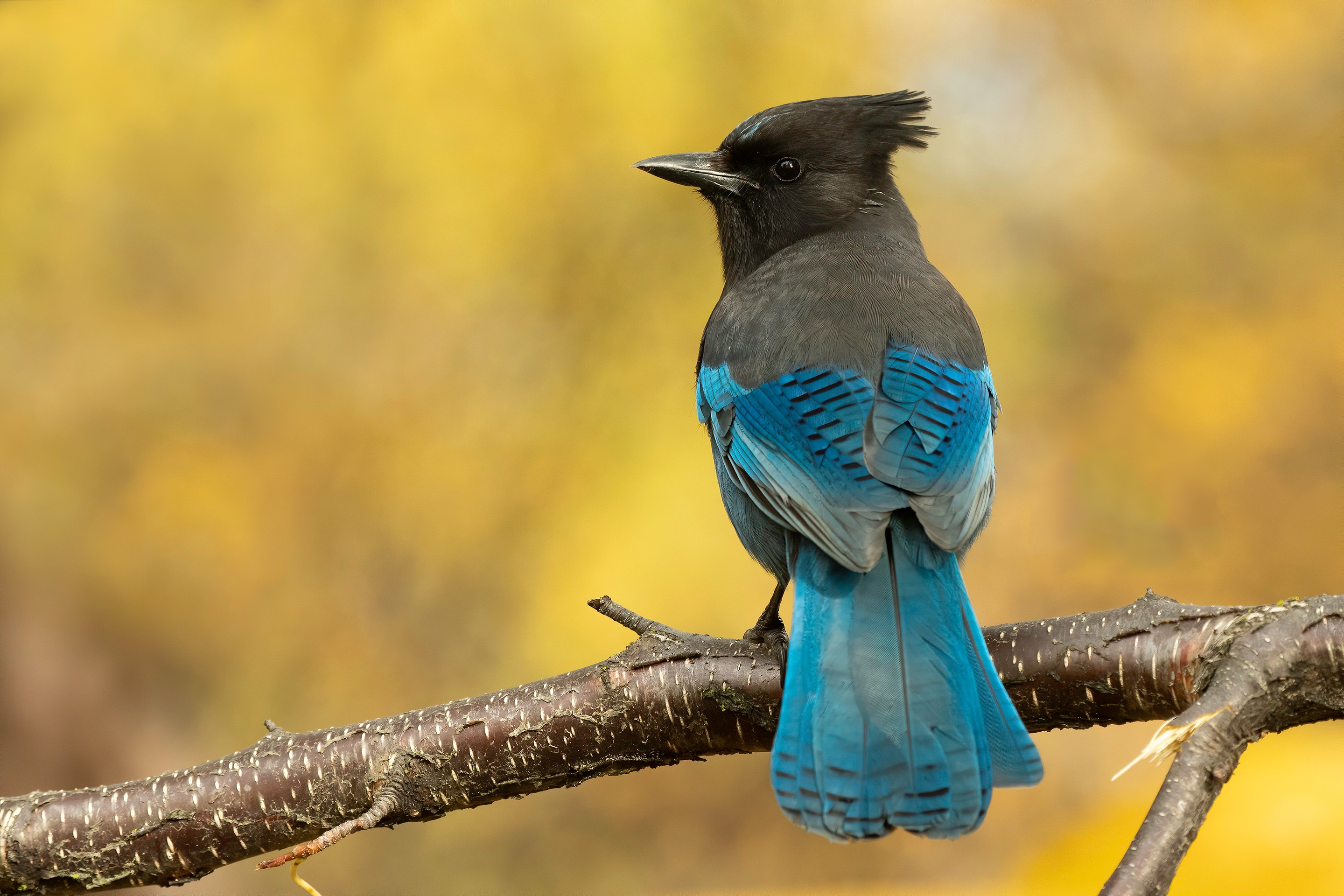 Free download wallpaper Birds, Bird, Animal, Blue Jay on your PC desktop