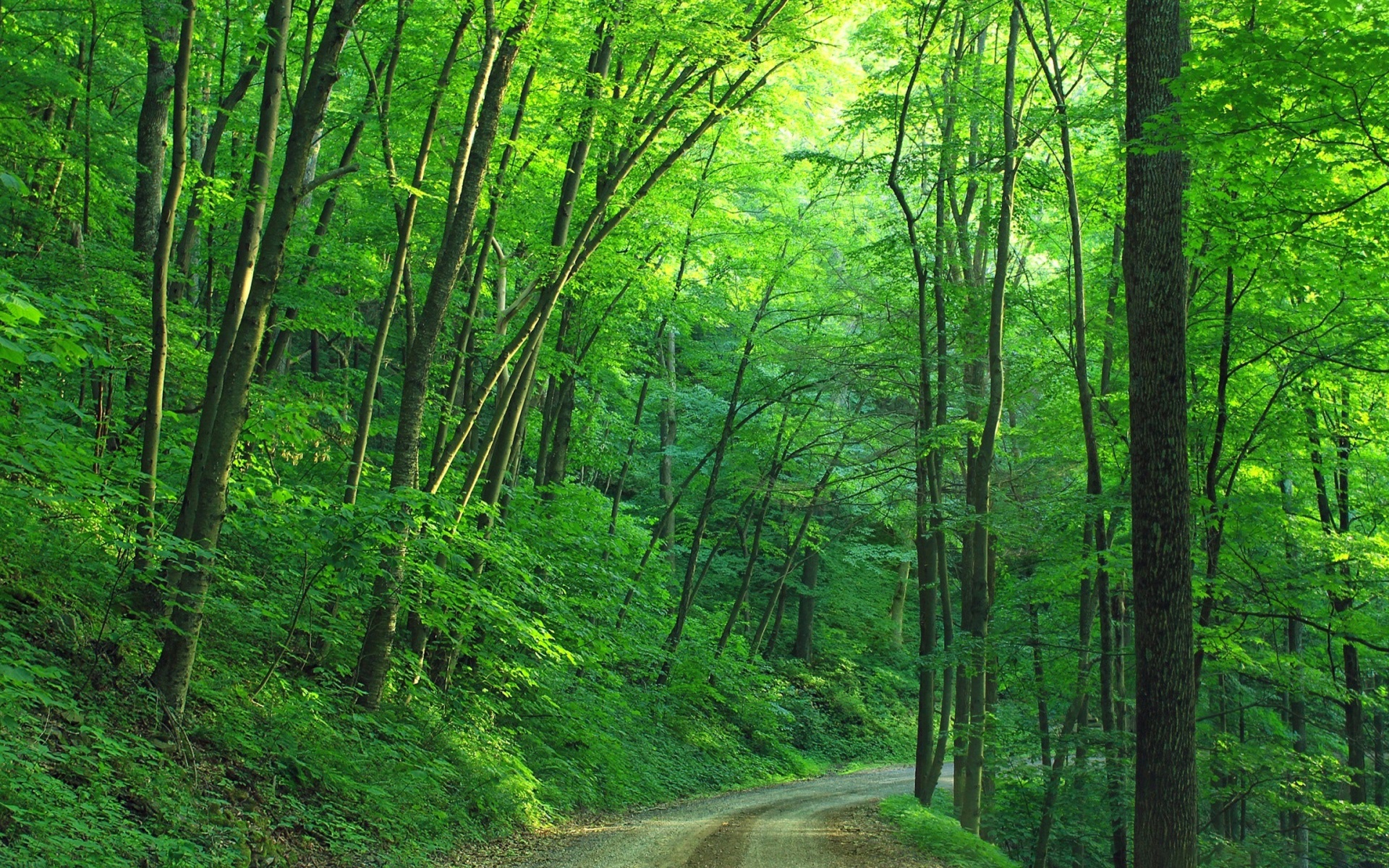 Скачати мобільні шпалери Дорога, Ліс, Зелень, Шлях, Створено Людиною безкоштовно.