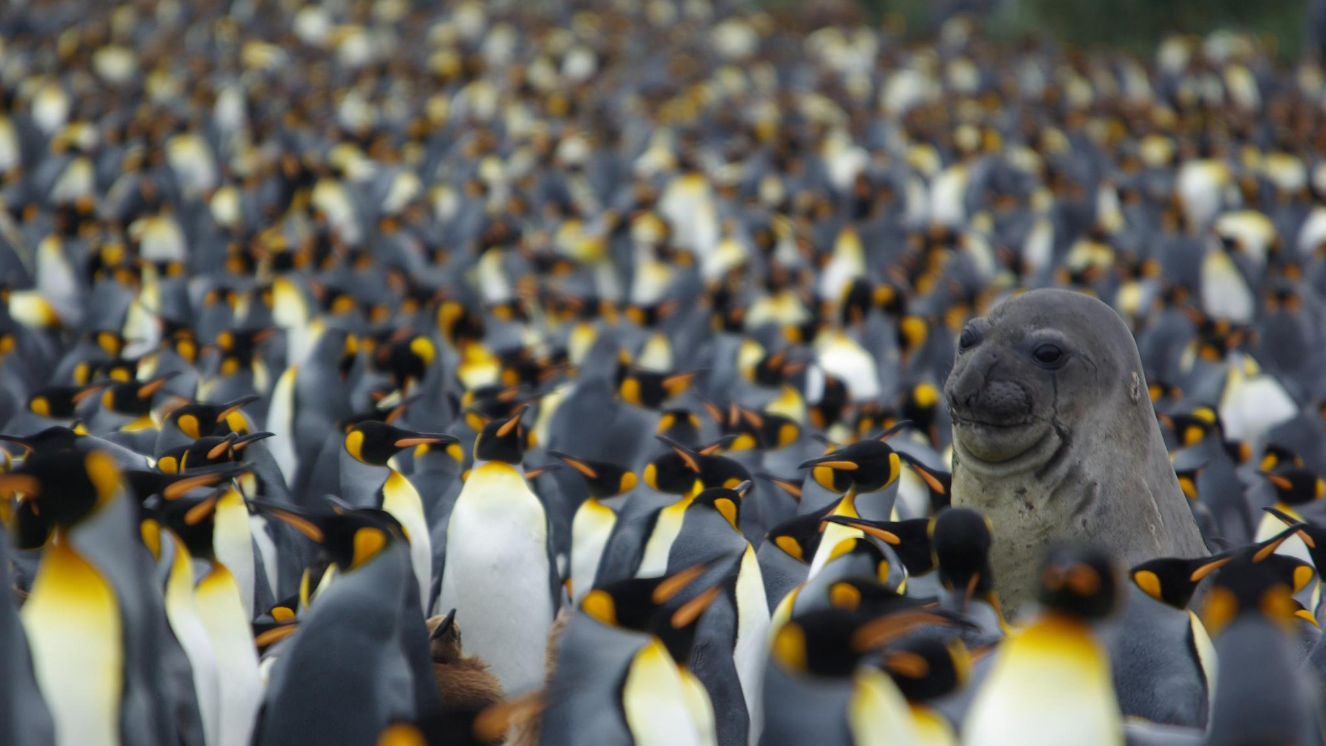 Baixe gratuitamente a imagem Animais, Aves, Pinguim na área de trabalho do seu PC
