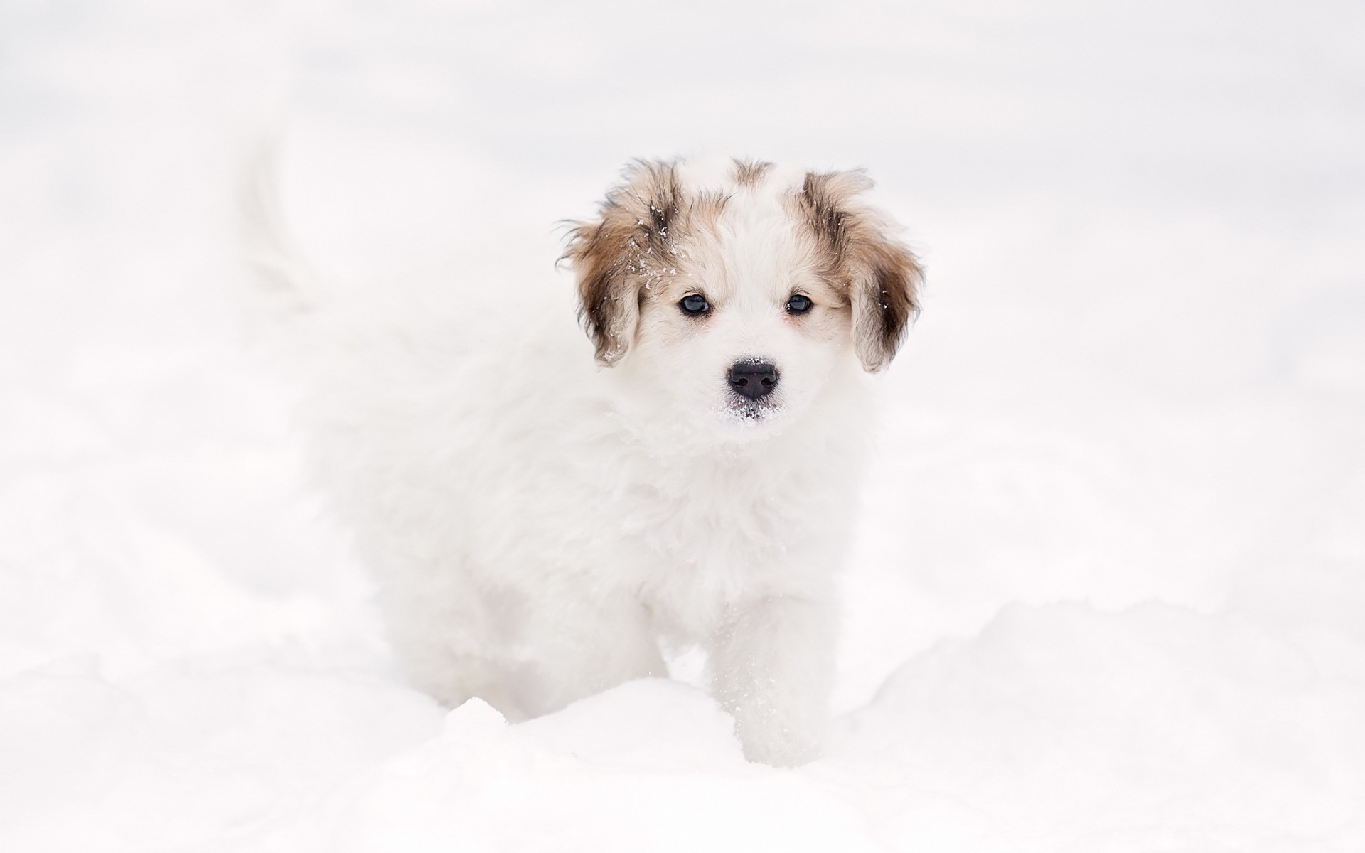 無料モバイル壁紙動物, 雪, 犬, 子犬をダウンロードします。