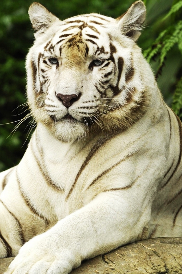 Descarga gratuita de fondo de pantalla para móvil de Animales, Gatos, Tigre Blanco.