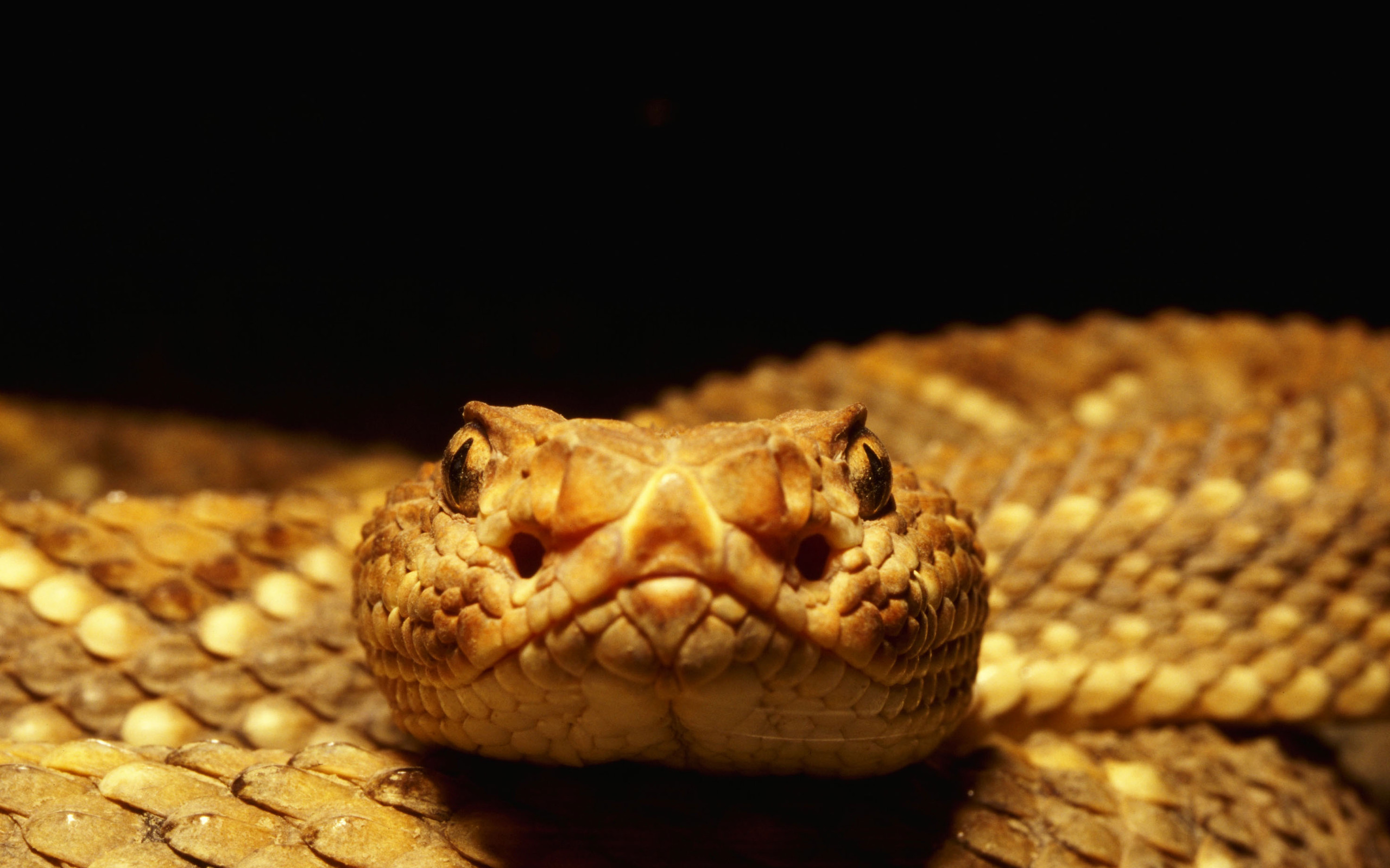 Laden Sie das Schlange, Reptilien, Tiere-Bild kostenlos auf Ihren PC-Desktop herunter