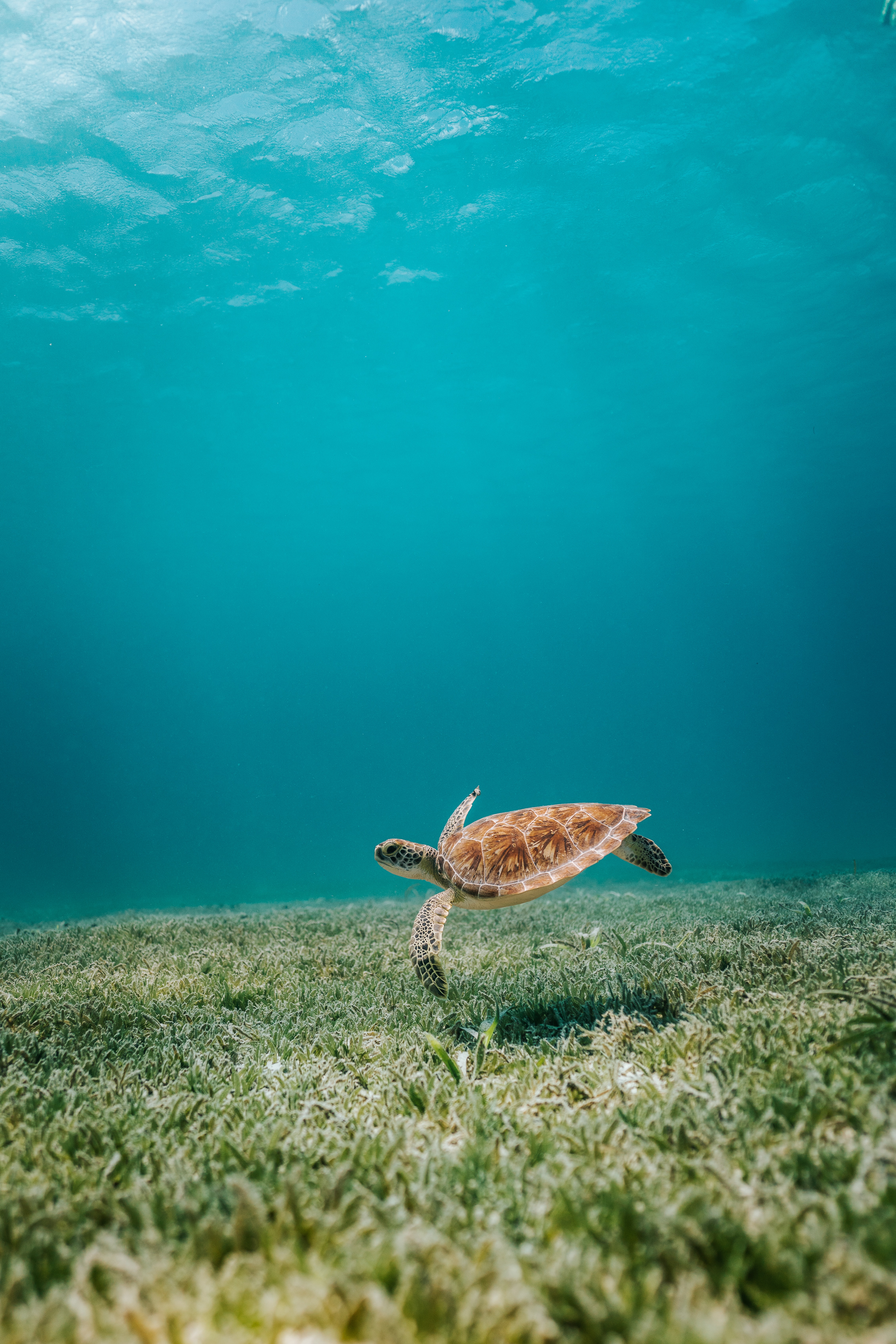 sea, animals, turtle, water, seaweed, algae, bottom