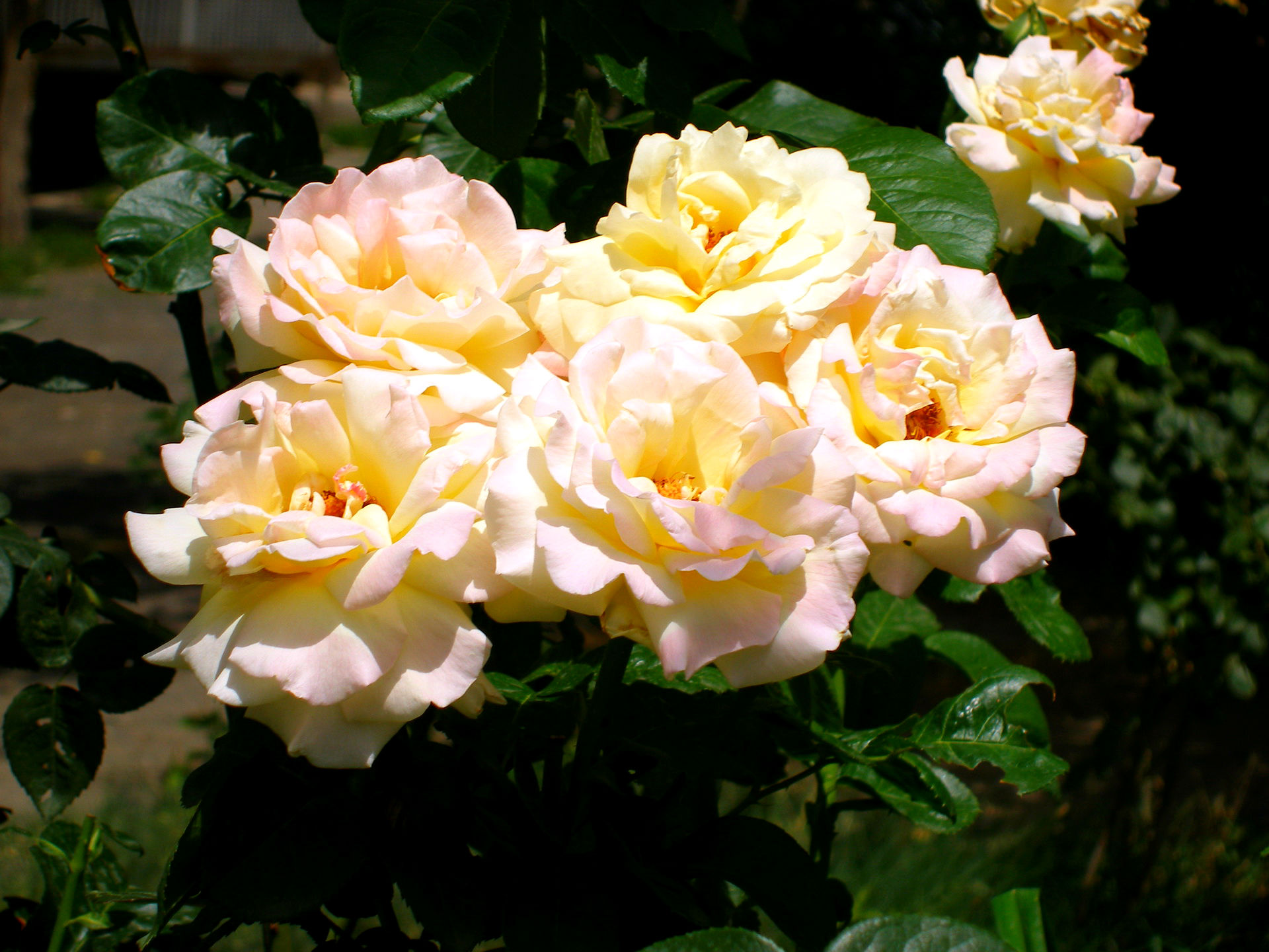 Téléchargez gratuitement l'image Fleurs, Rose, Fleur, Terre/nature sur le bureau de votre PC