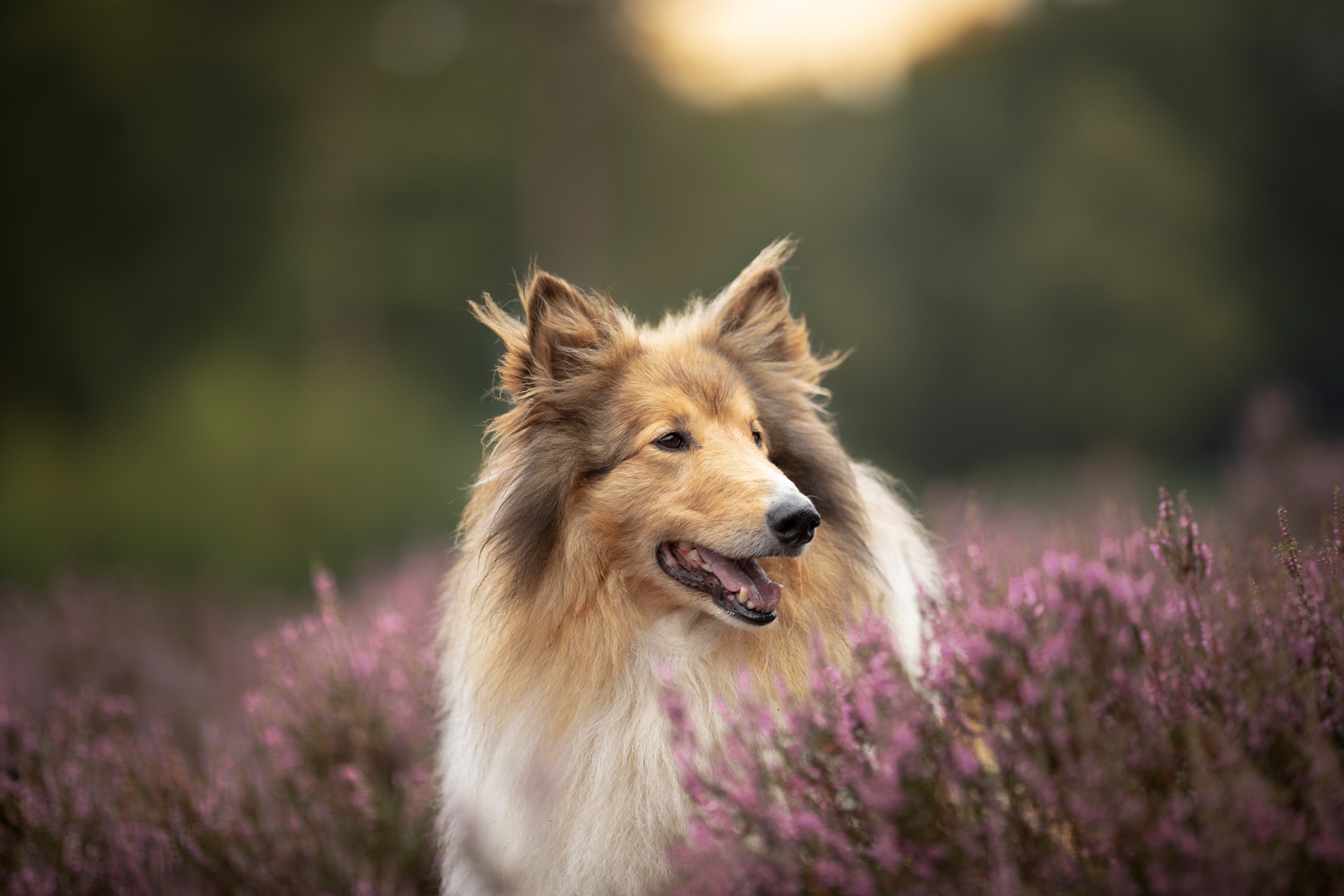 Free download wallpaper Dogs, Animal, Rough Collie on your PC desktop