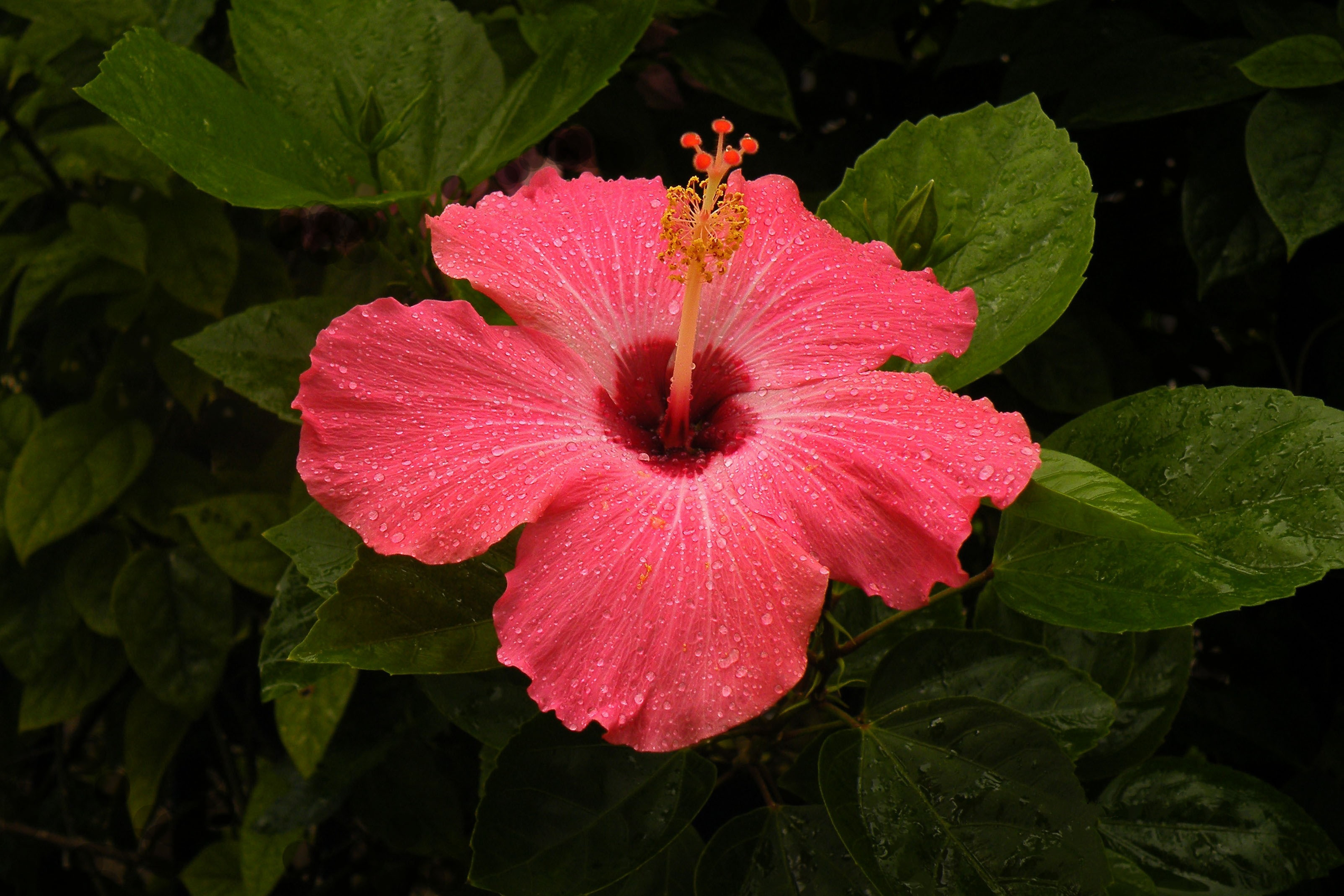 Descarga gratis la imagen Flores, Flor, Flor Rosa, Hibisco, Tierra/naturaleza en el escritorio de tu PC