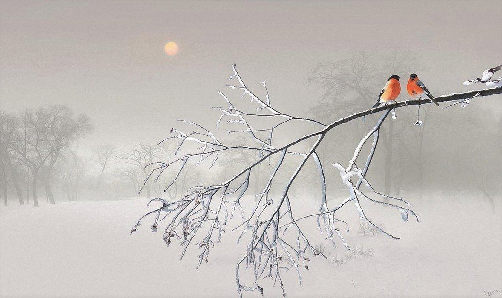 animal, bullfinch, bird, branch, snow, sunset, winter