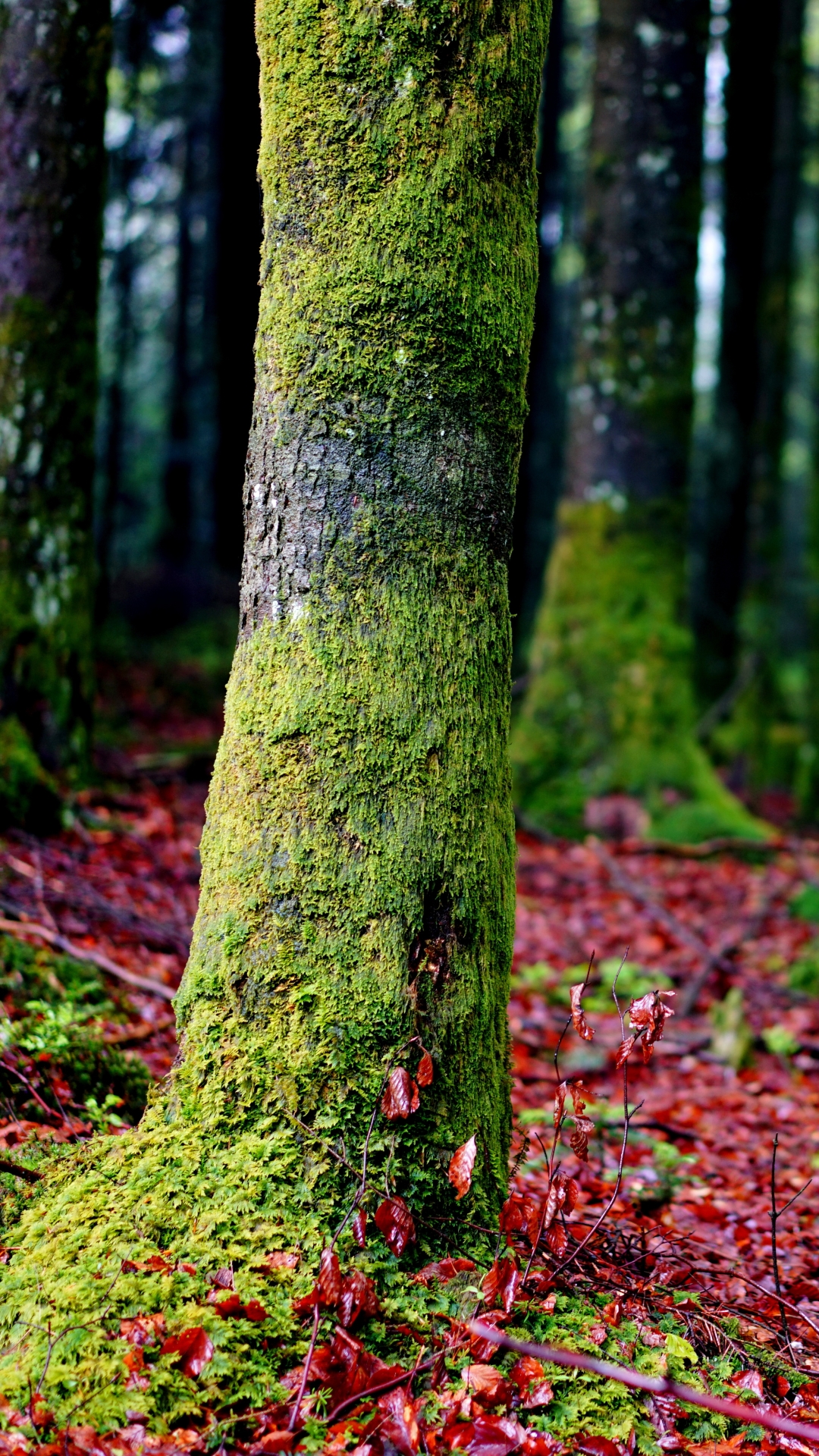 Baixar papel de parede para celular de Floresta, Árvore, Musgo, Terra/natureza gratuito.