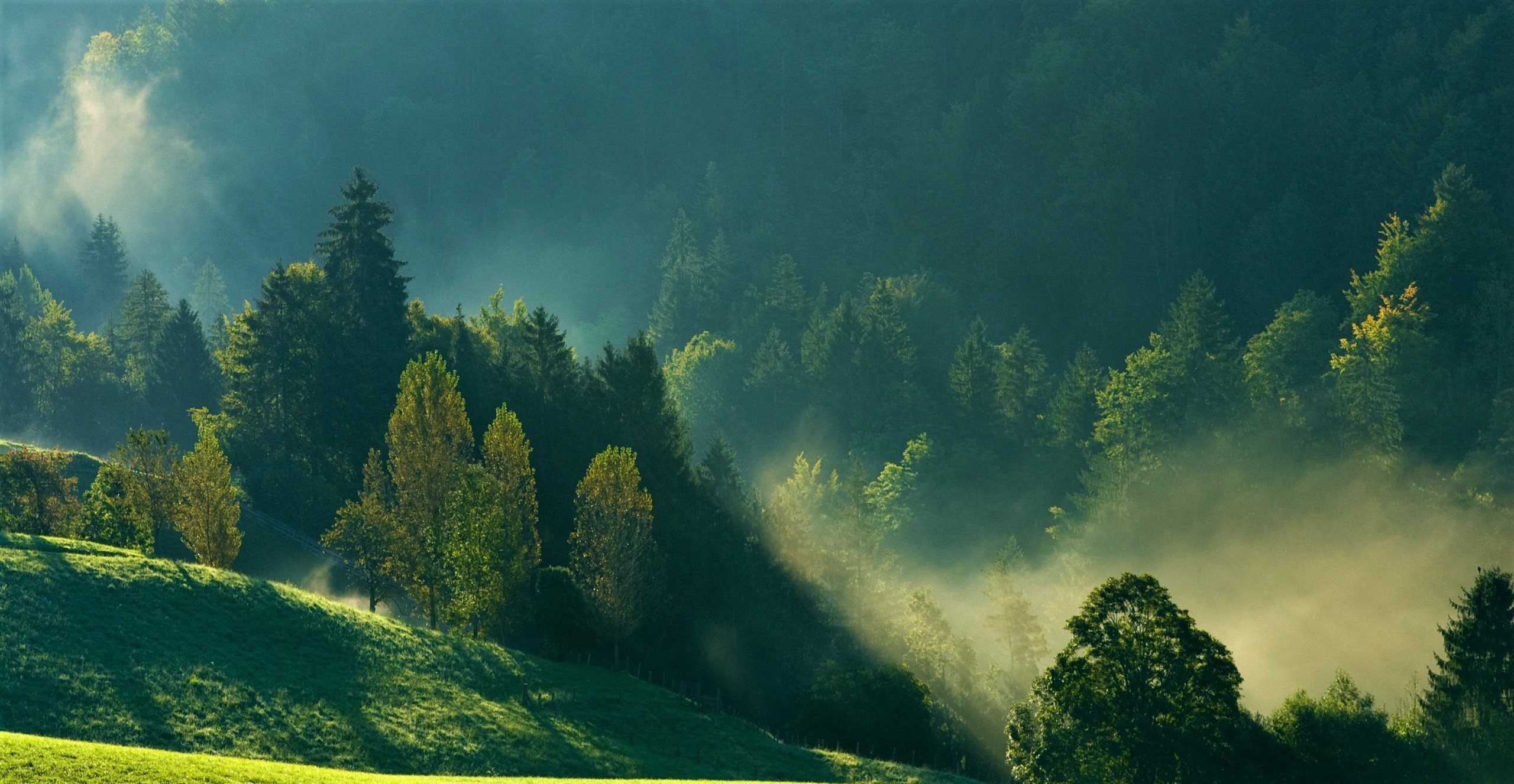 Descarga gratis la imagen Bosque, Árbol, Niebla, Tierra/naturaleza en el escritorio de tu PC