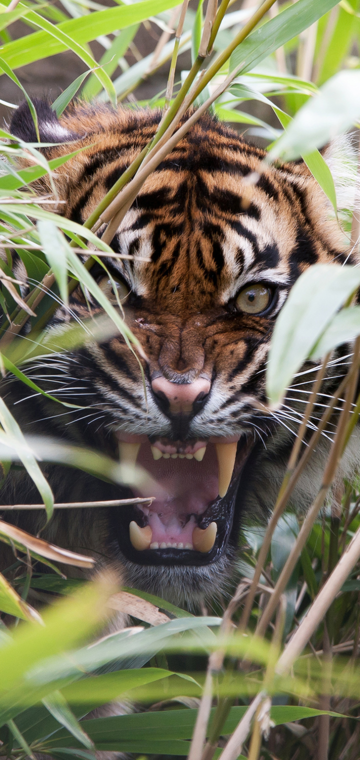 Handy-Wallpaper Tiere, Katzen, Tiger kostenlos herunterladen.