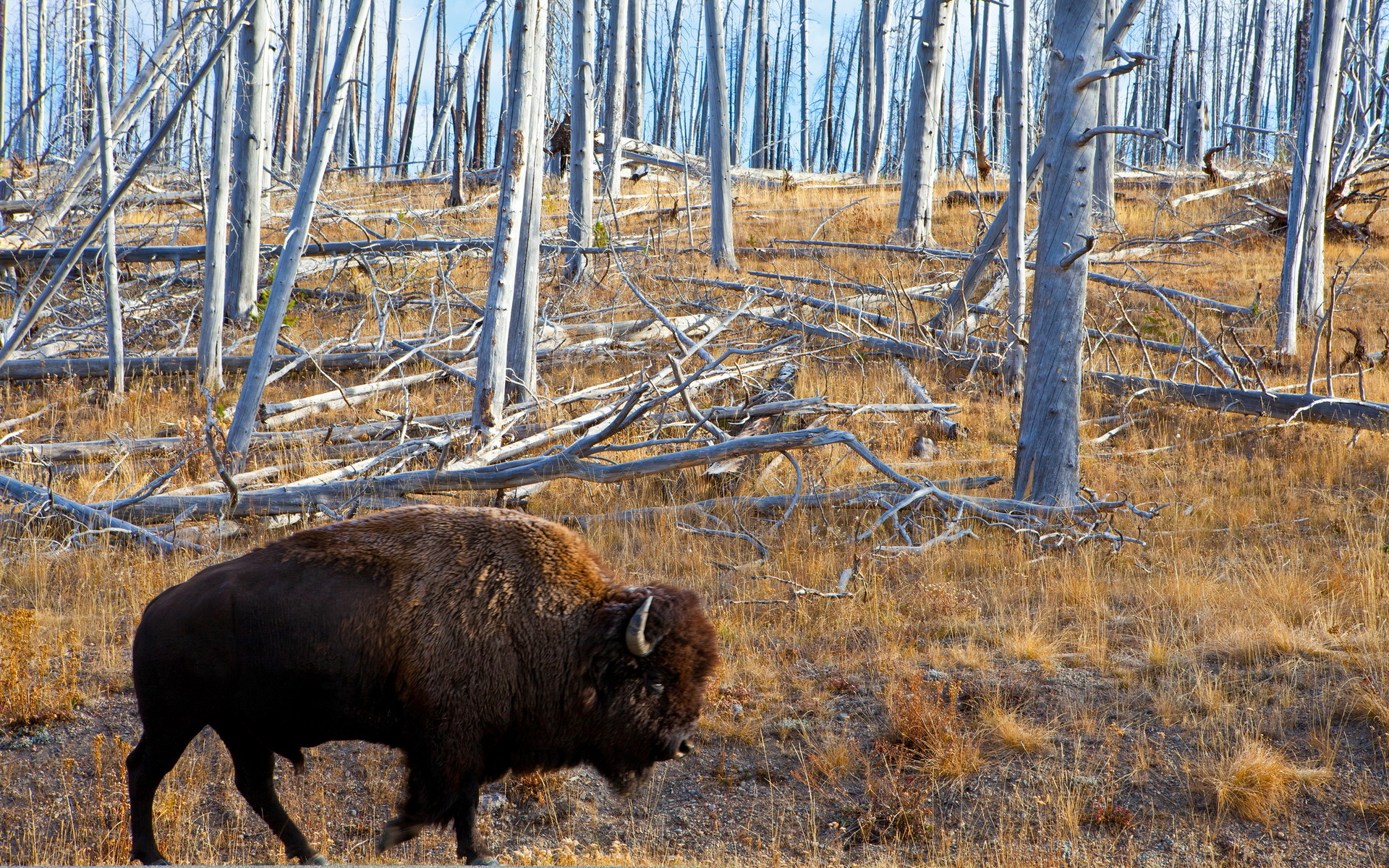 619221 Hintergrundbild herunterladen tiere, amerikanischer bison - Bildschirmschoner und Bilder kostenlos